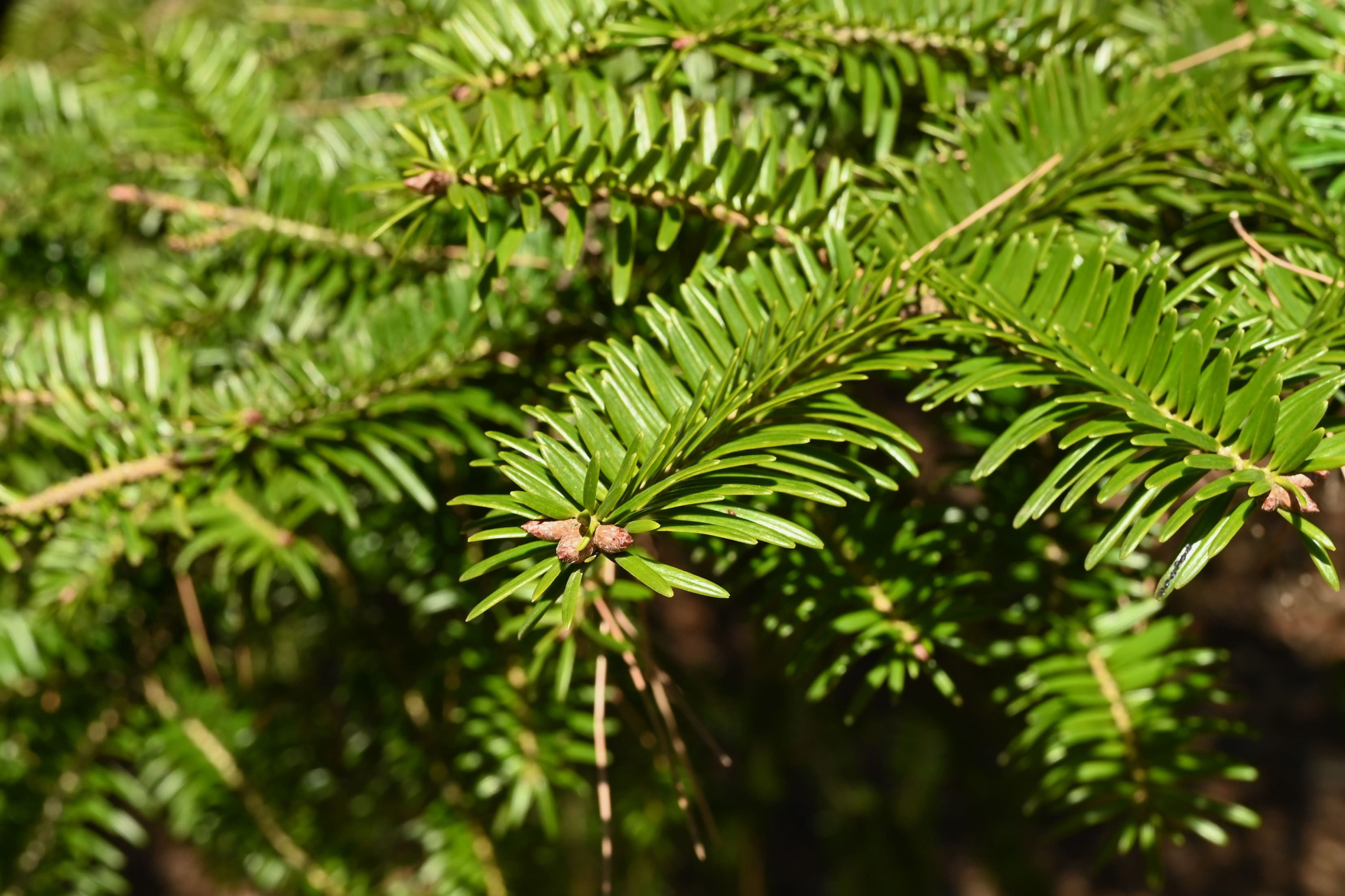 大特価 意味 abies nordmanniana コーカサスモミ もみの木 苗 針葉樹 コニファー・針葉樹