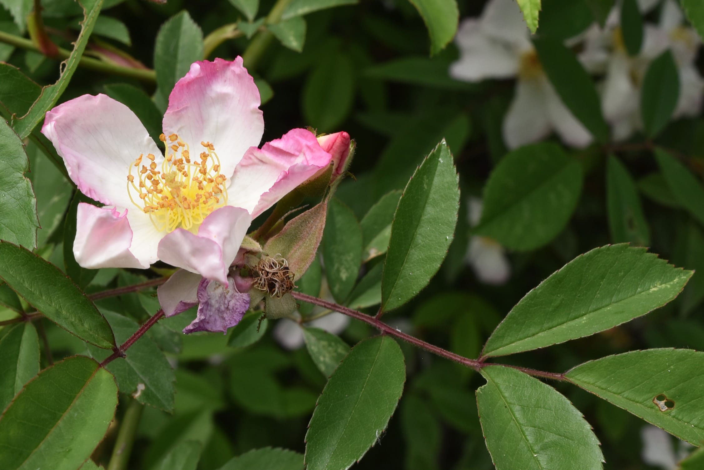 サクラバラ さくらばら 桜薔薇 庭木図鑑 植木ペディア