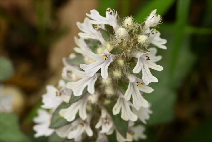 十二単風　フラワー US 2519a BK183 Flower Tulip F series 29c booklet 20 1111 MNH