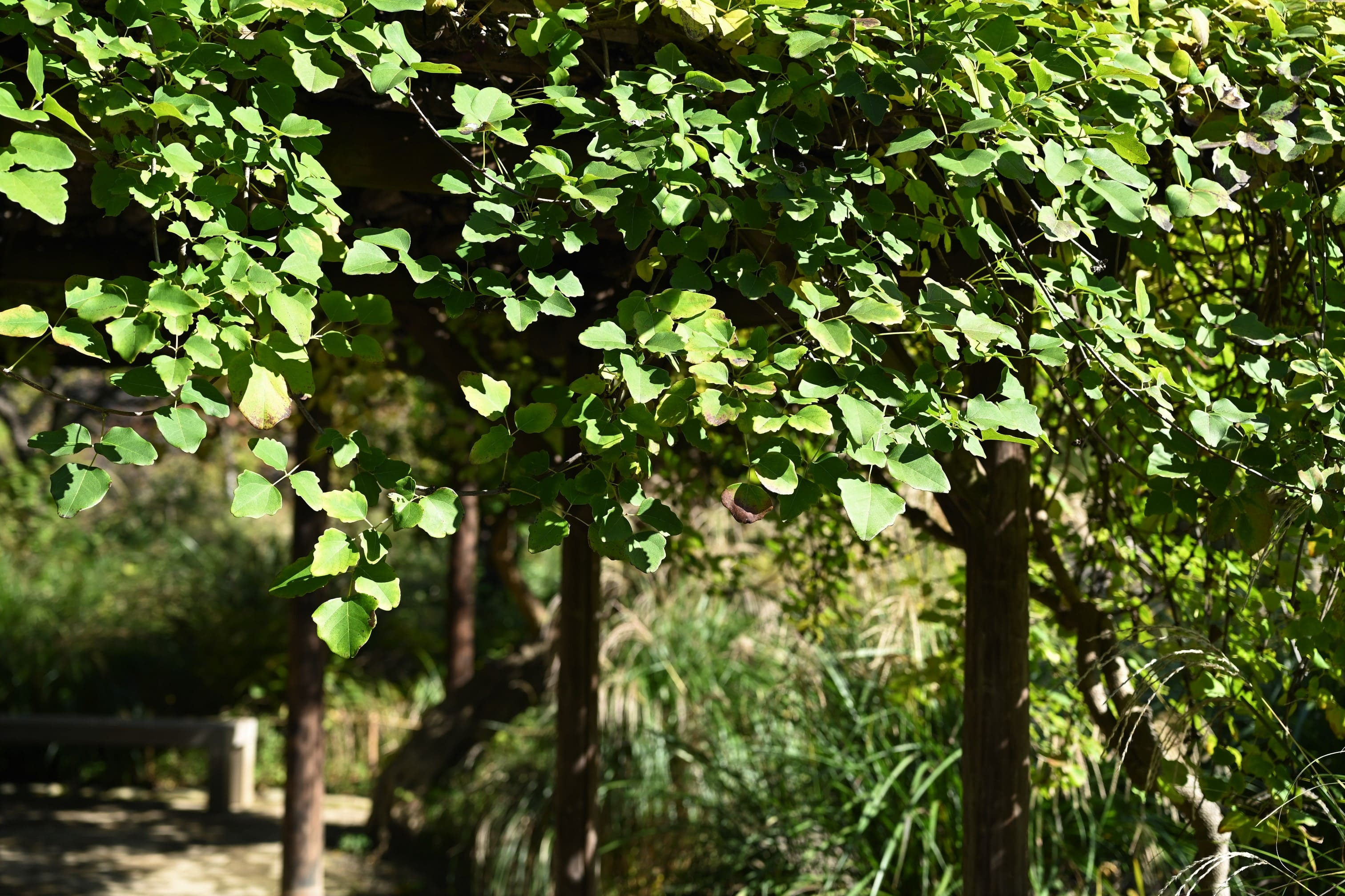 ミツバアケビ／みつばあけび／三葉木通 - 庭木図鑑 植木ペディア