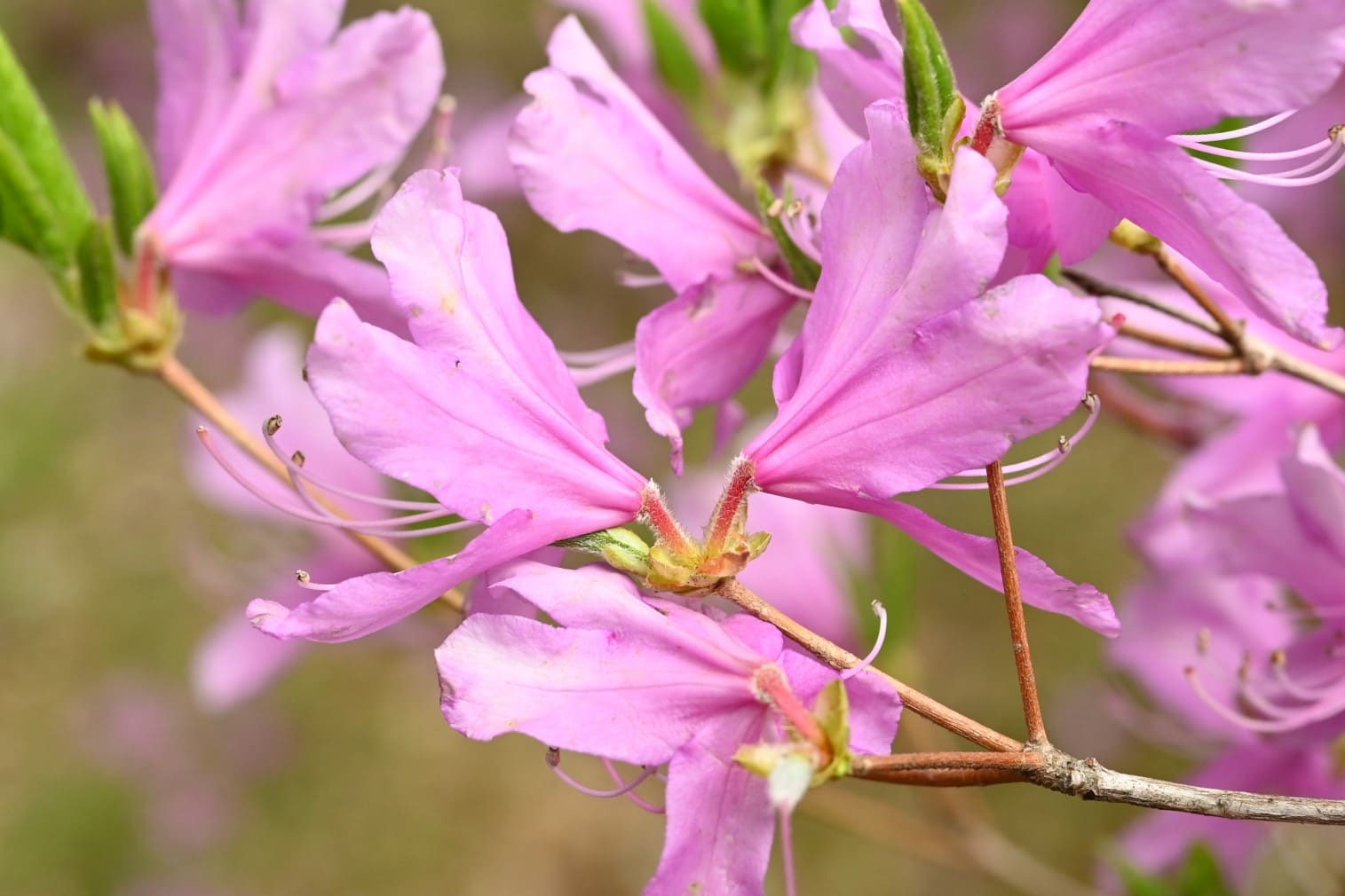 コバノミツバツツジ【品番3373】 コバノミツバツツジ Rhododendron reticulatum ツツジ科