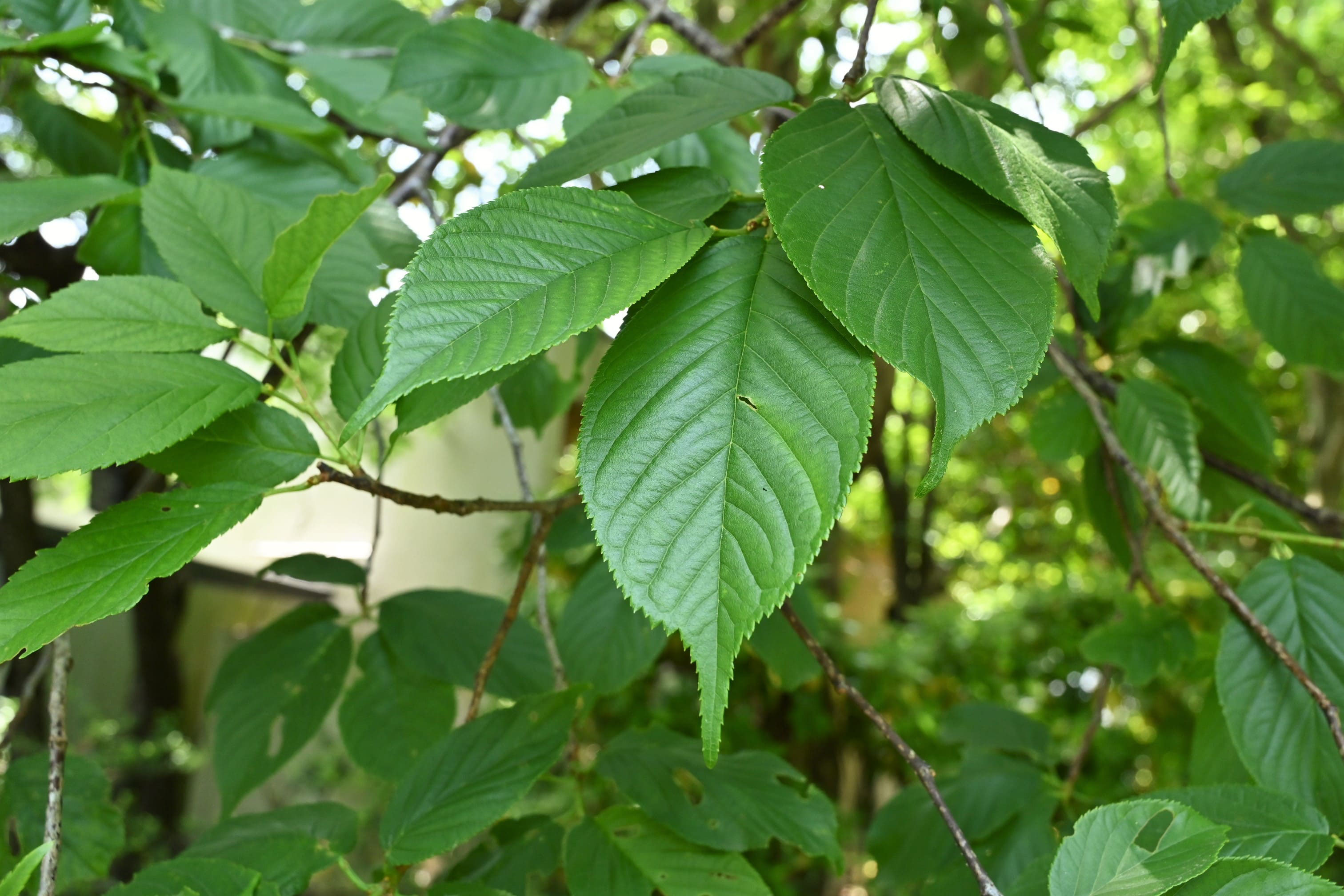 カンヒザクラ 寒緋桜 庭木図鑑 植木ペディア