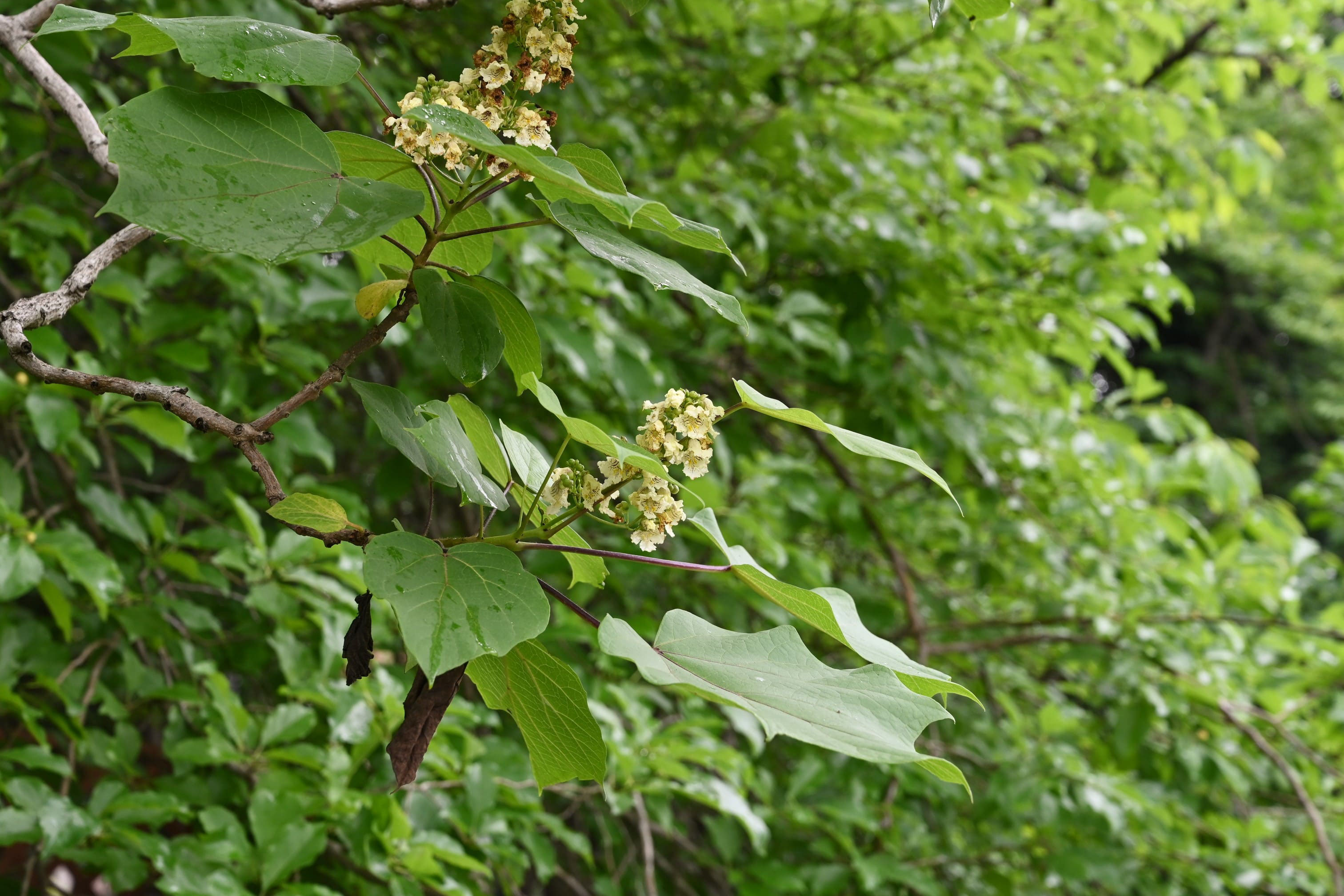 キササゲ 庭木図鑑 植木ペディア