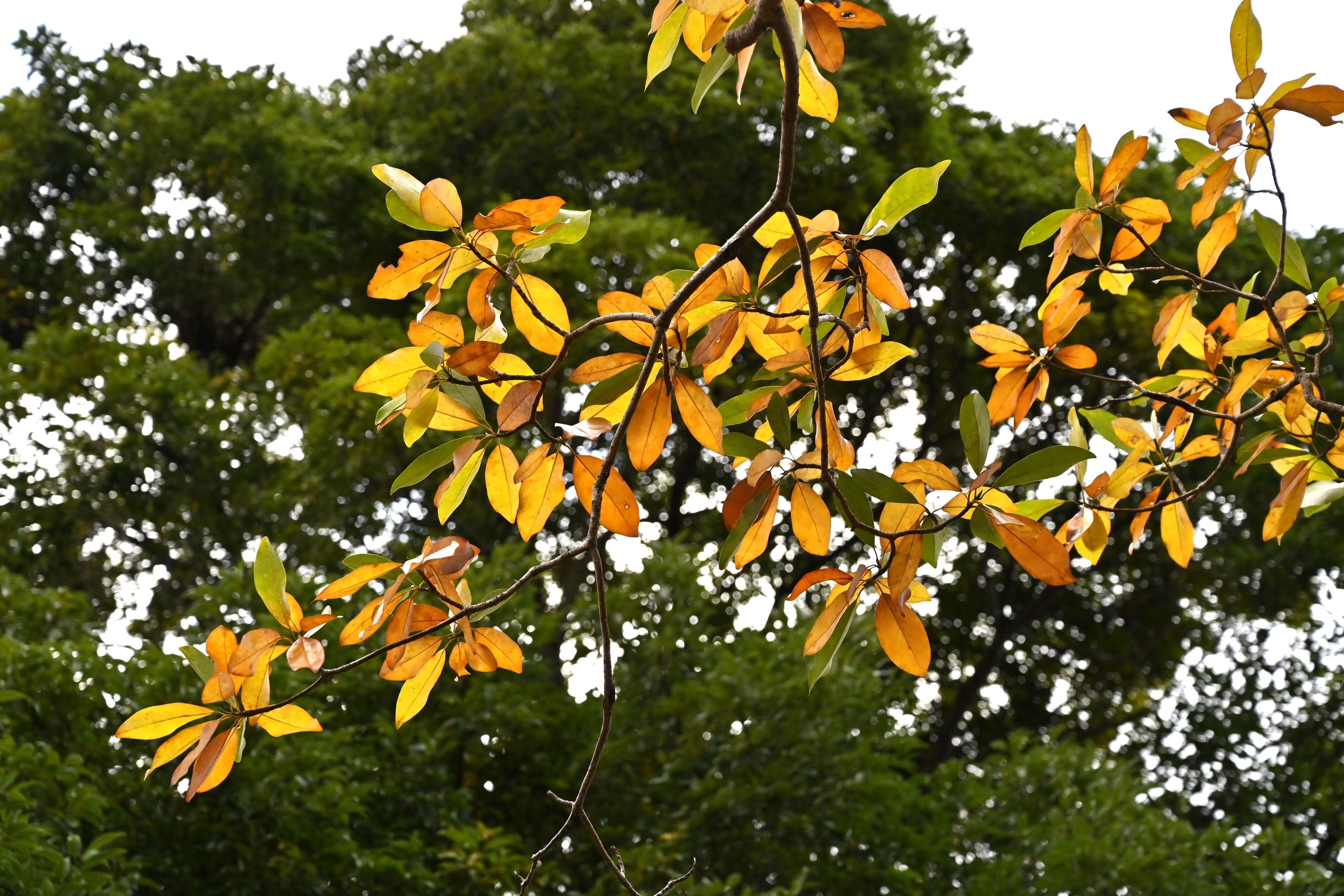 ヒメタイサンボク - 庭木図鑑 植木ペディア