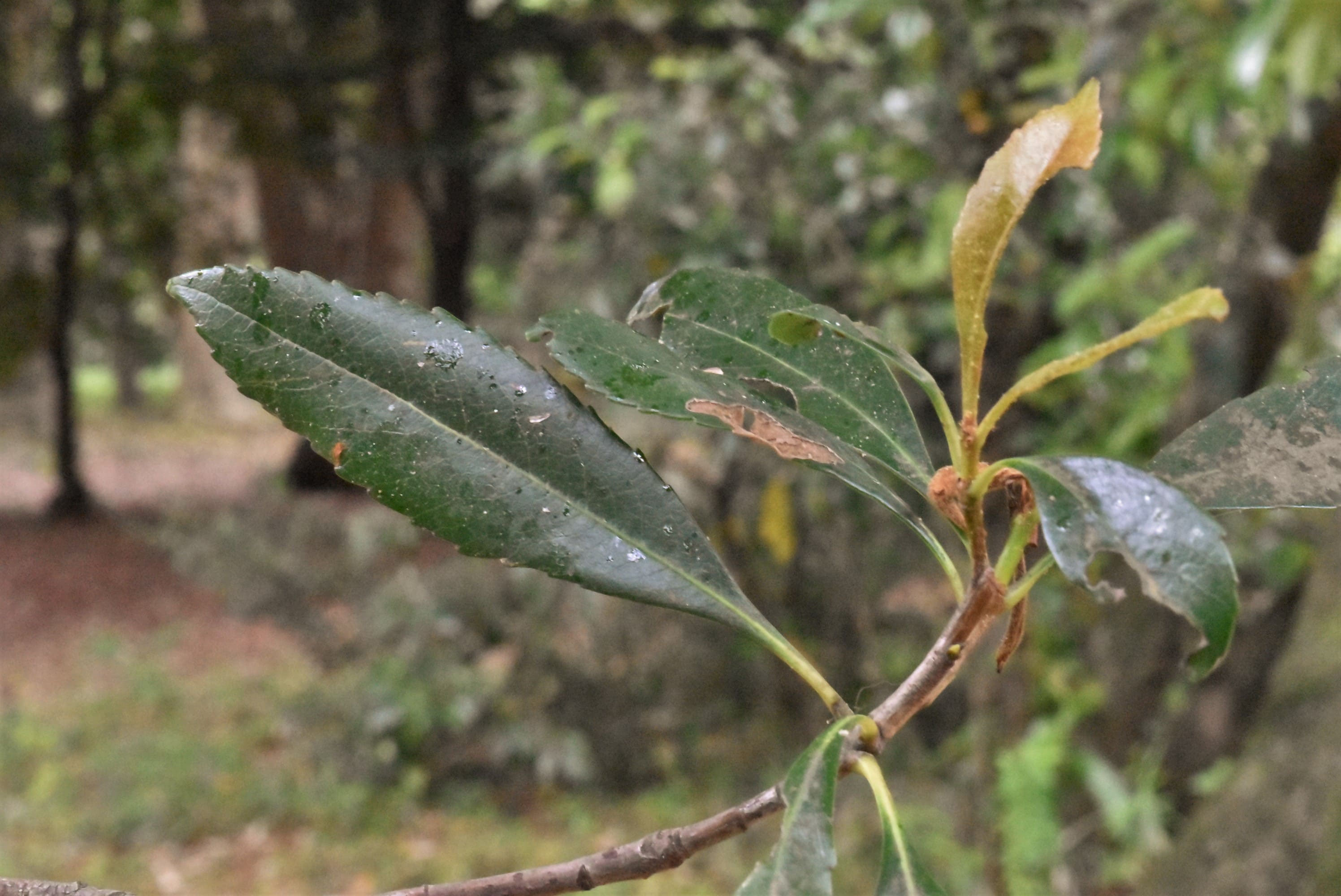 シャリンバイ（車輪梅） - 庭木図鑑 植木ペディア