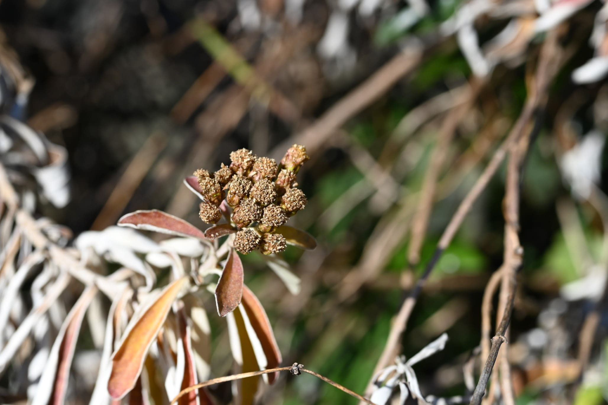 イソギク いそぎく 磯菊 庭木図鑑 植木ペディア