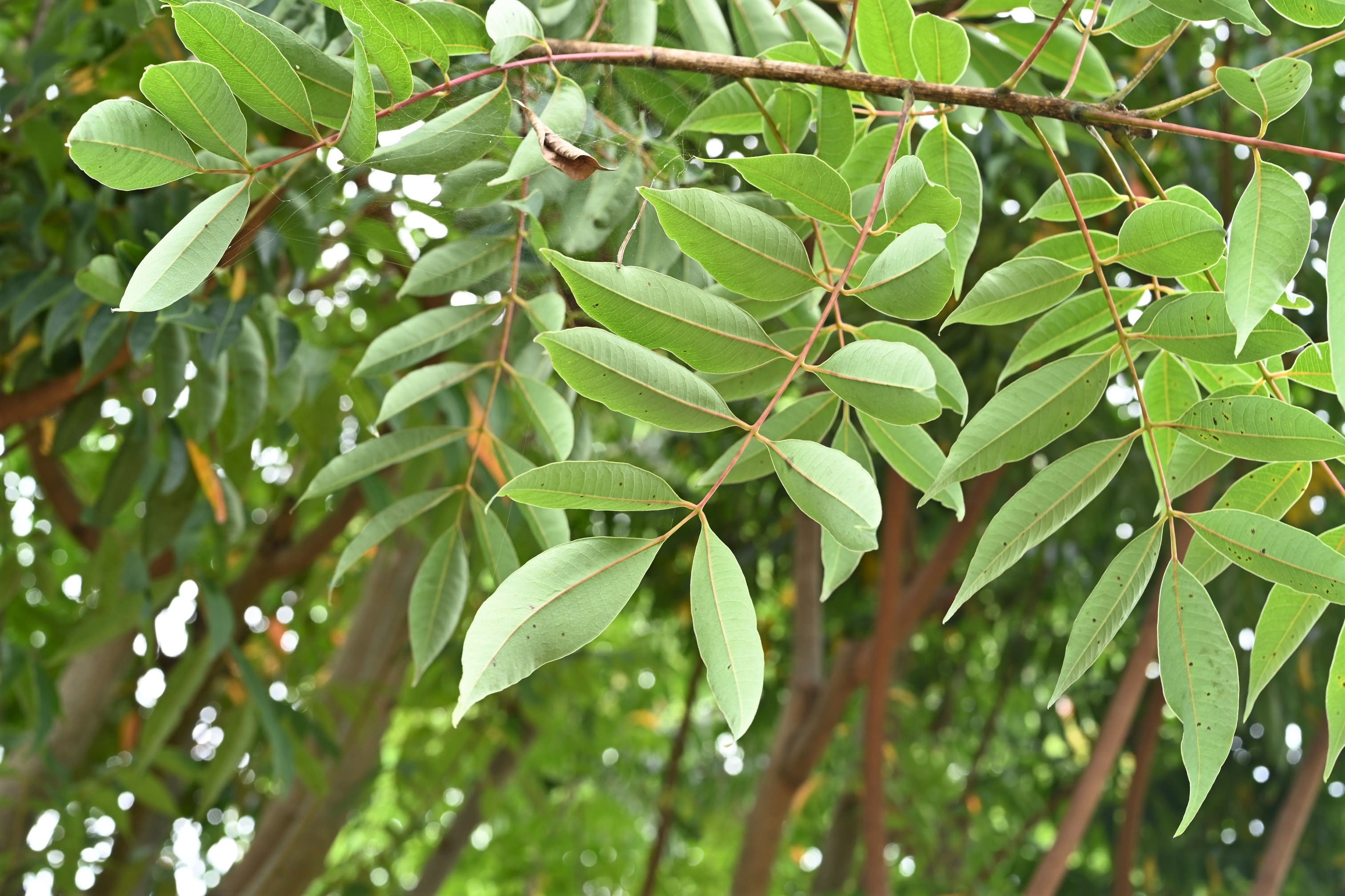 ヤマハゼ やまはぜ 山黄櫨 庭木図鑑 植木ペディア