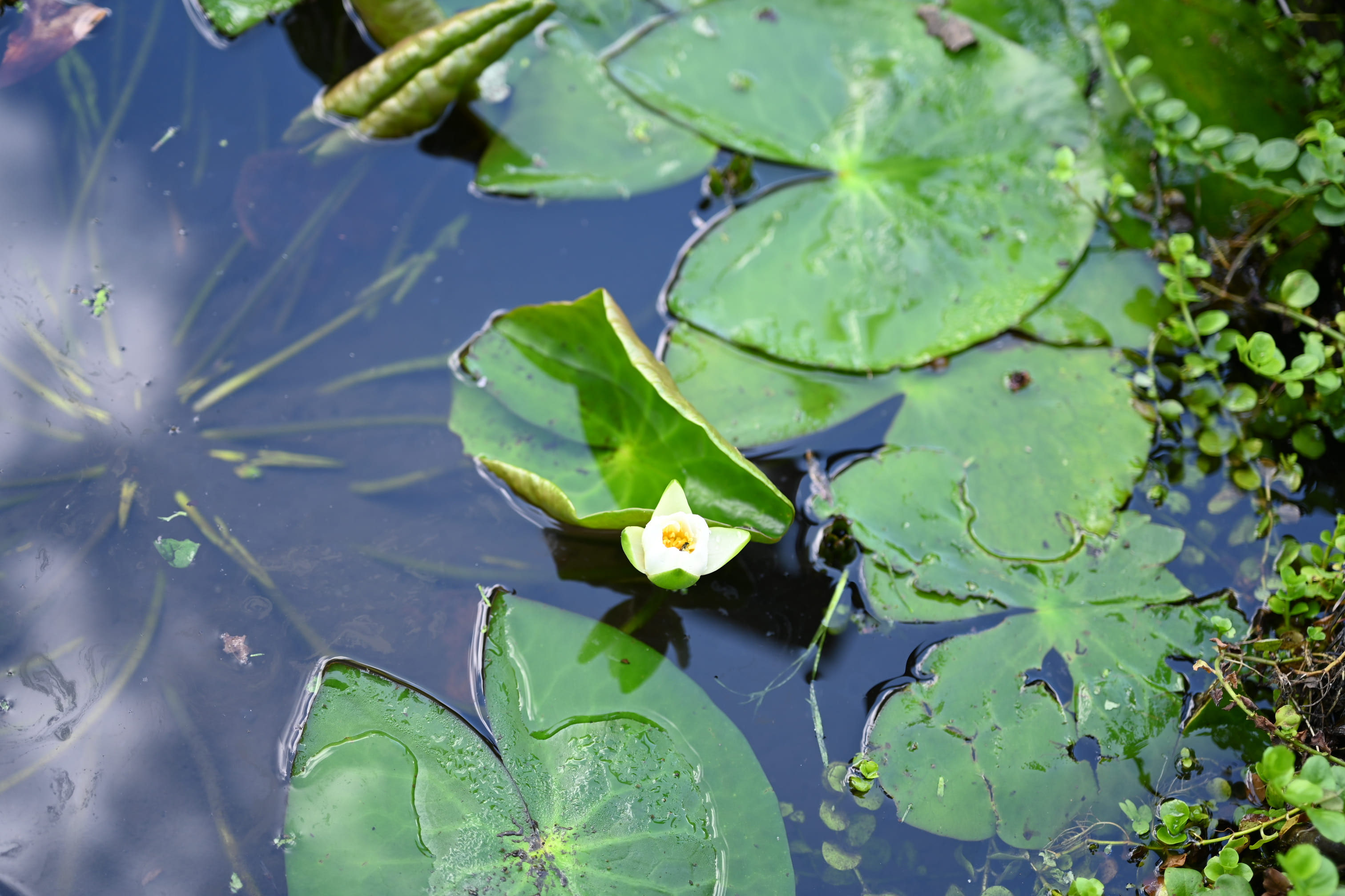 ヒツジグサ ひつじぐさ 未草 庭木図鑑 植木ペディア