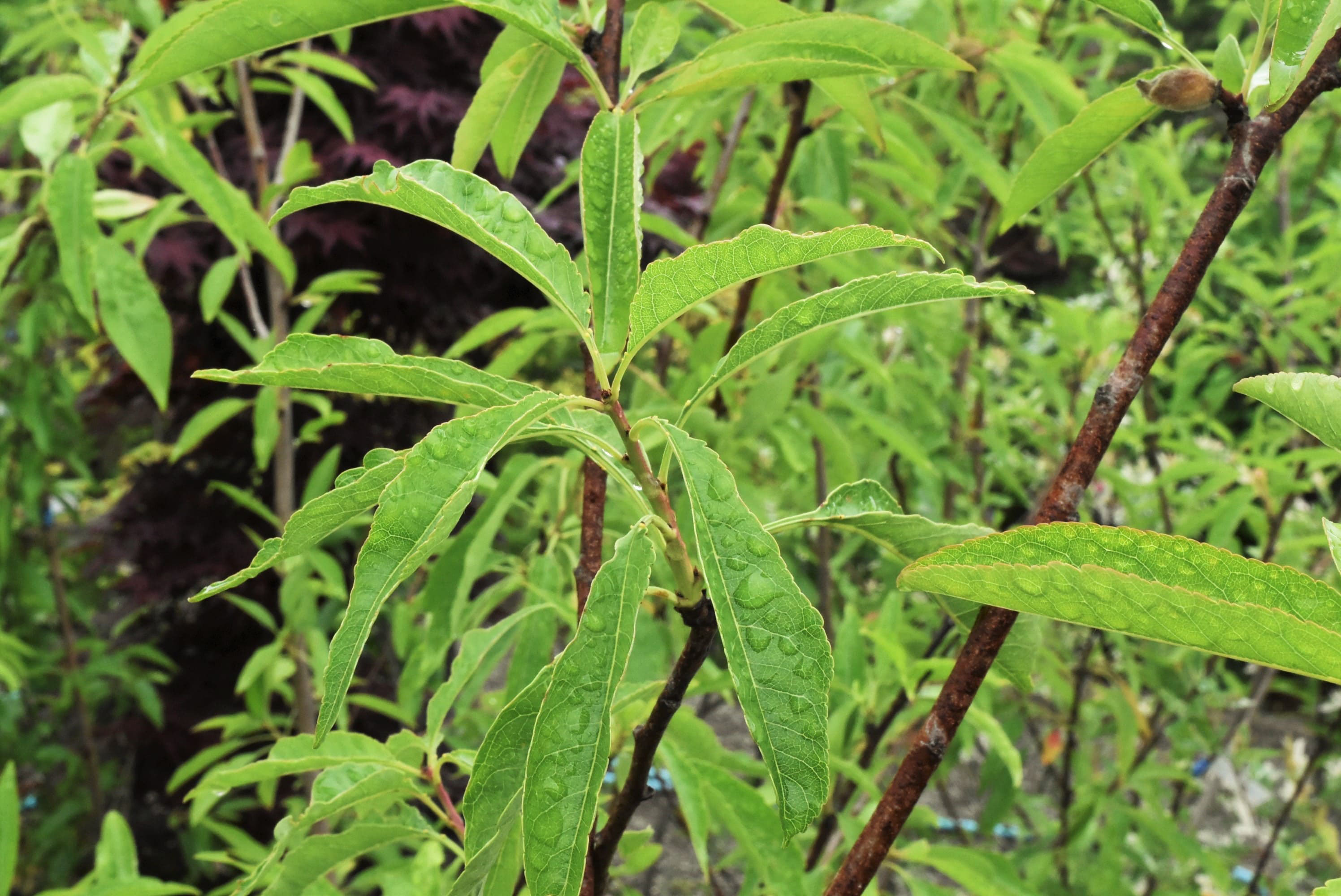 アーモンド あーもんど 庭木図鑑 植木ペディア