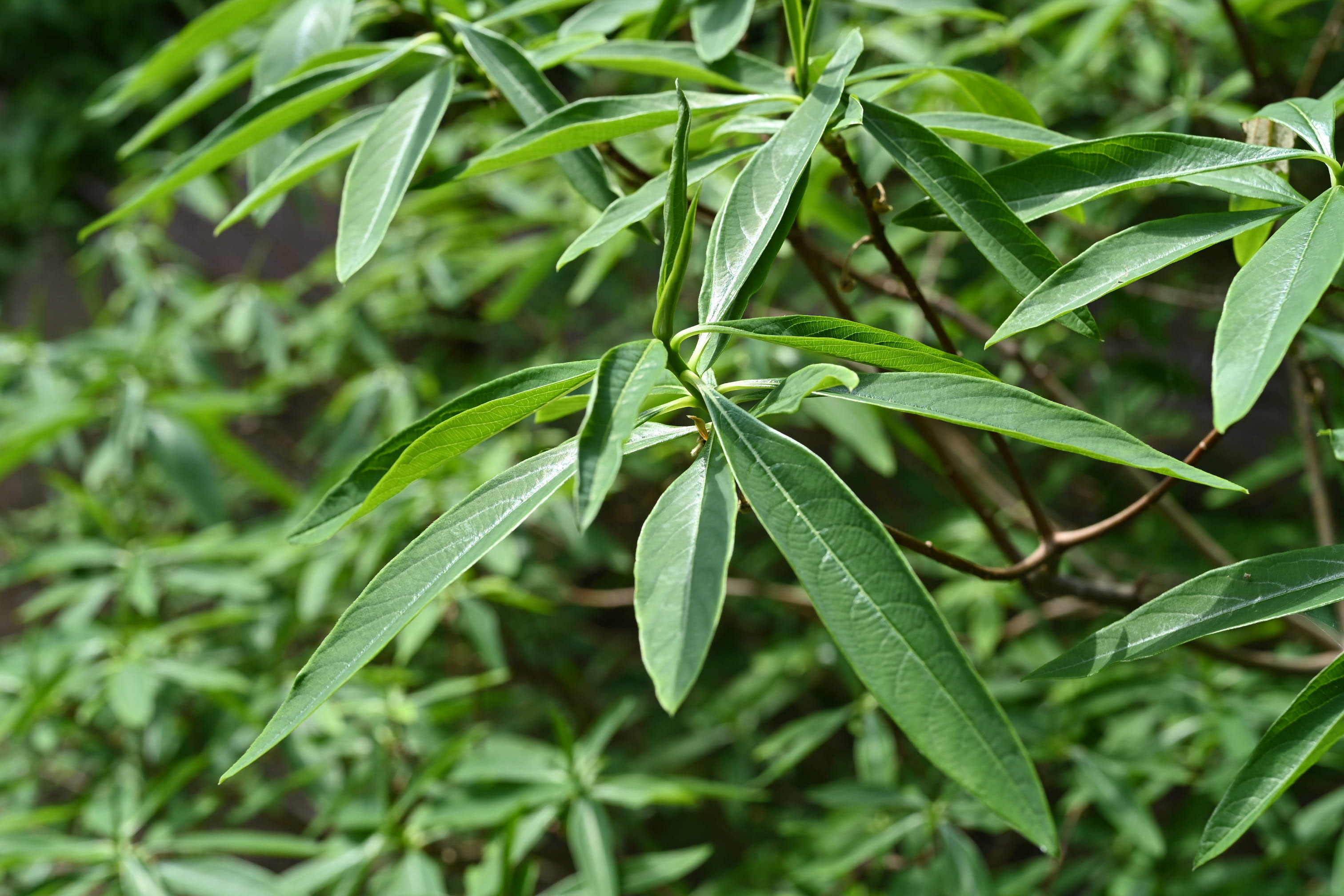 ミツマタ 庭木図鑑 植木ペディア ミツマタ 庭木図鑑 植木ペディア