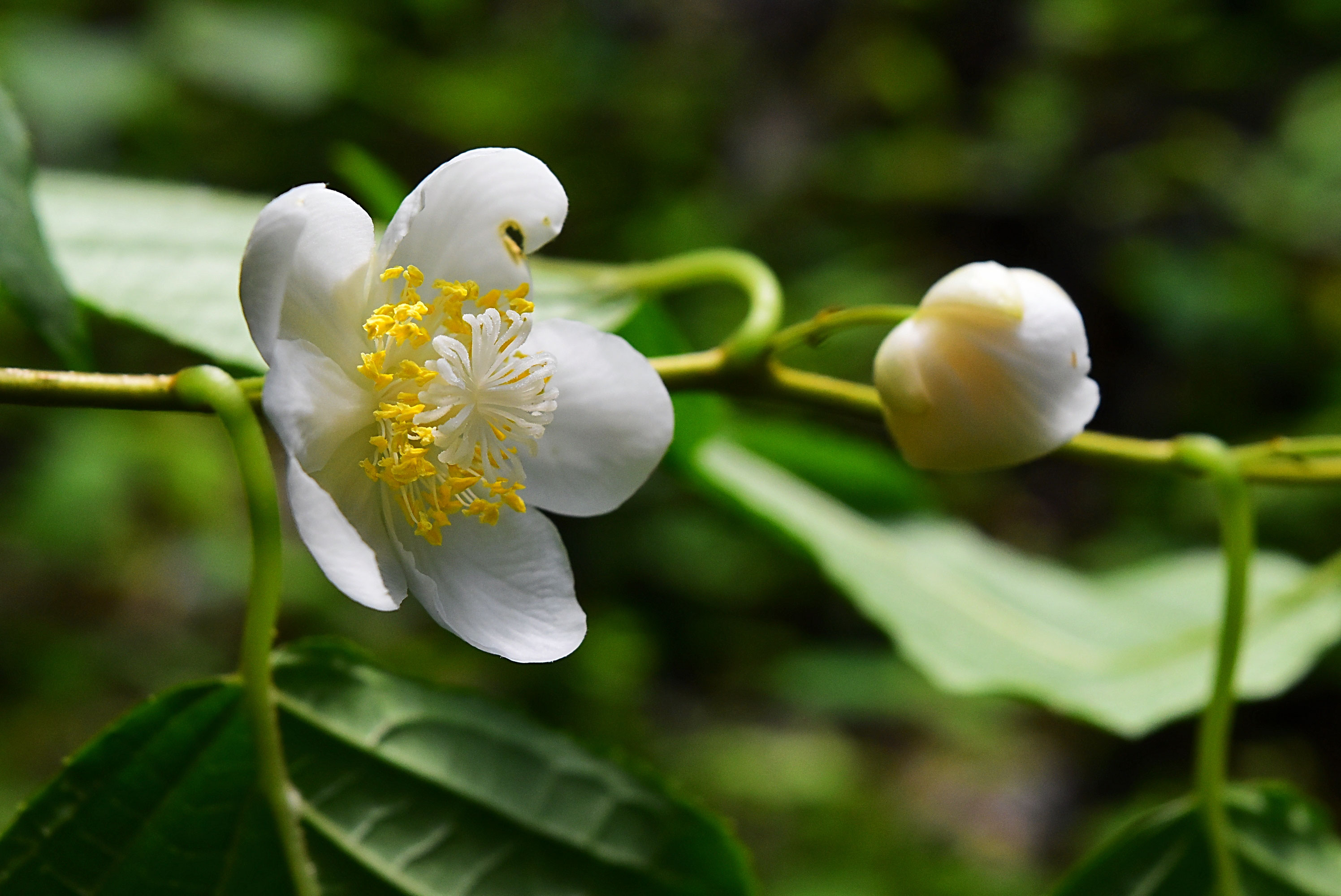 マタタビ 庭木図鑑 植木ペディア