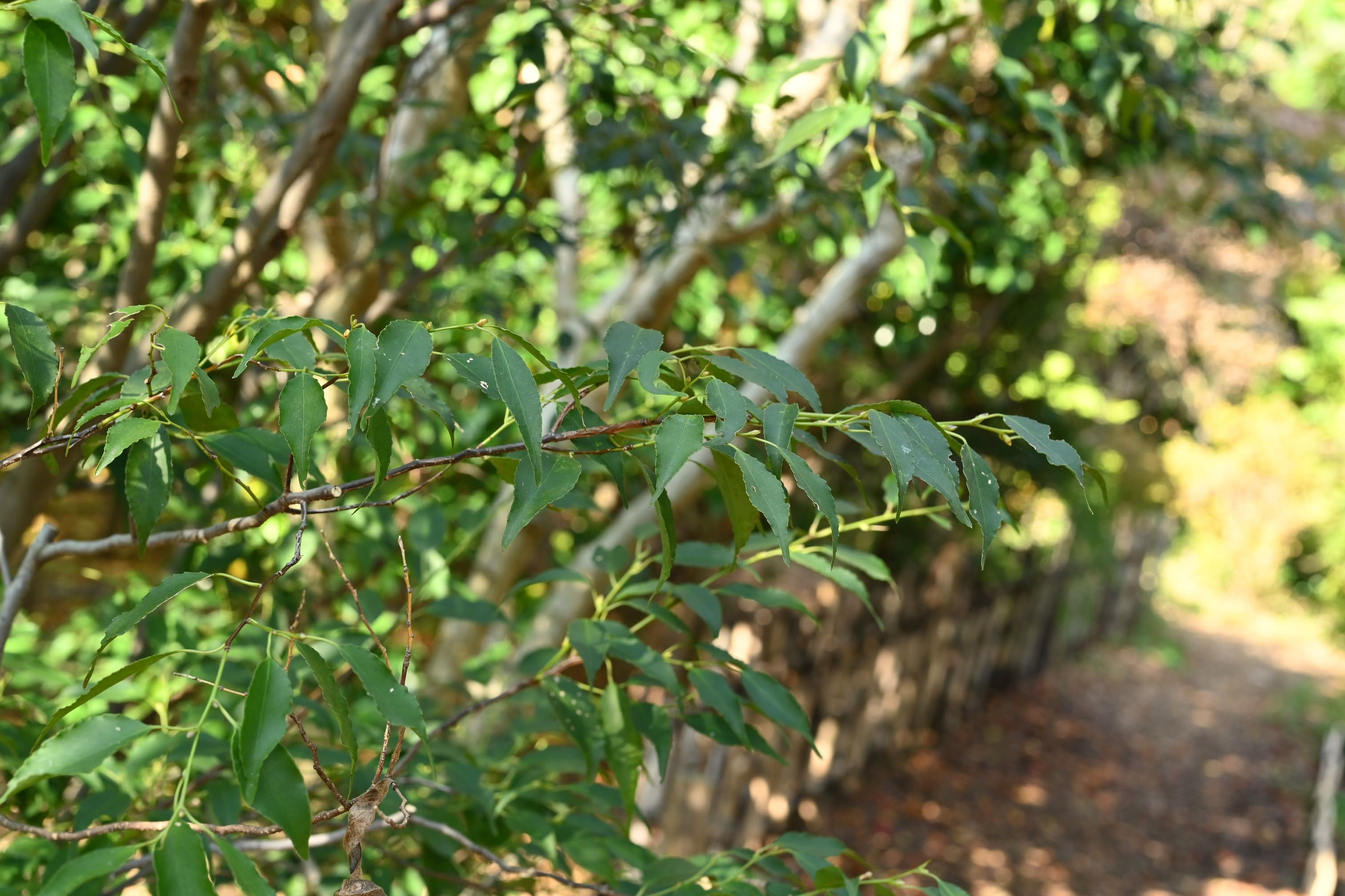 ハイノキ - 庭木図鑑 植木ペディア
