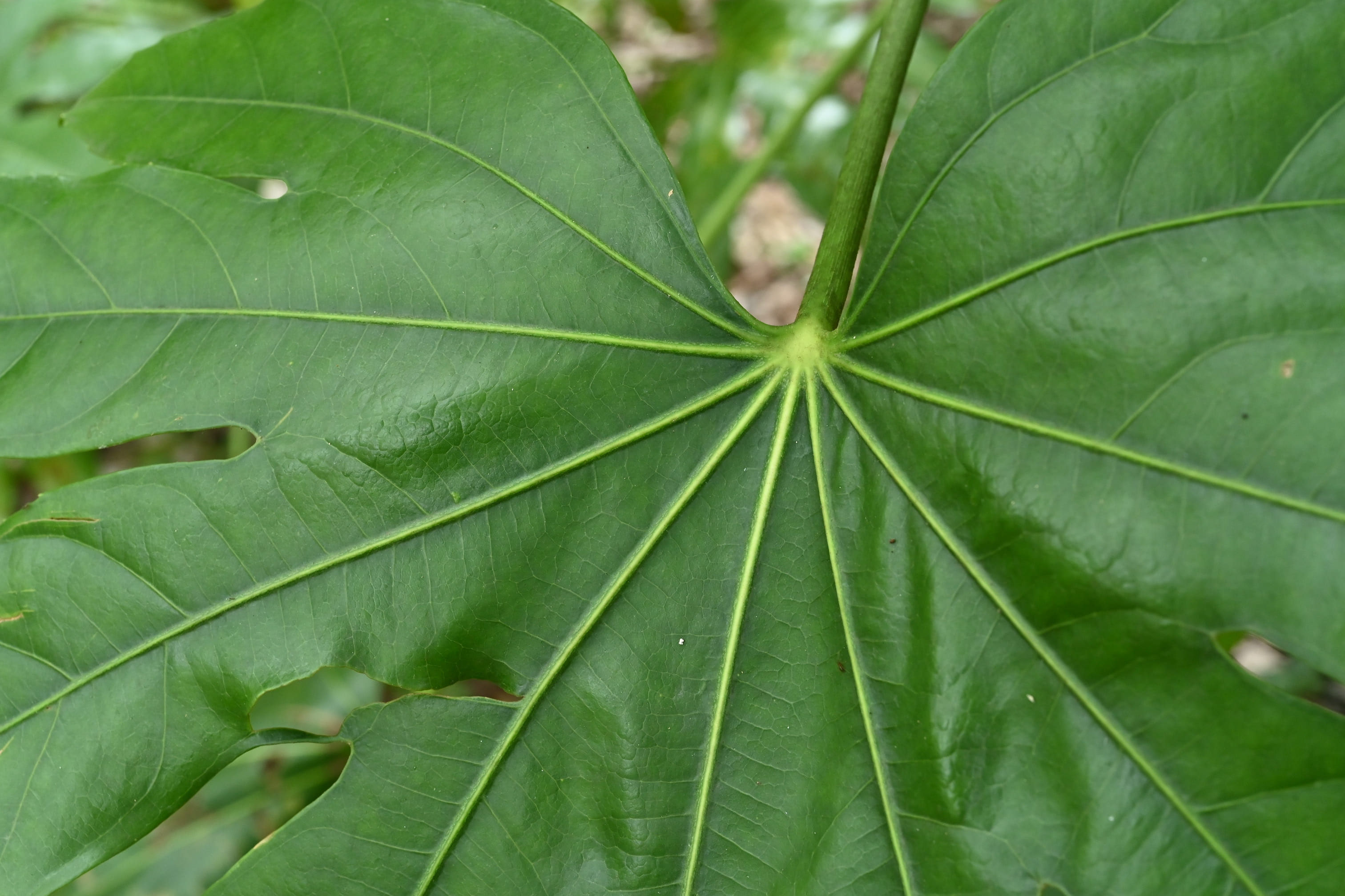 ヤツデ 八手 庭木図鑑 植木ペディア