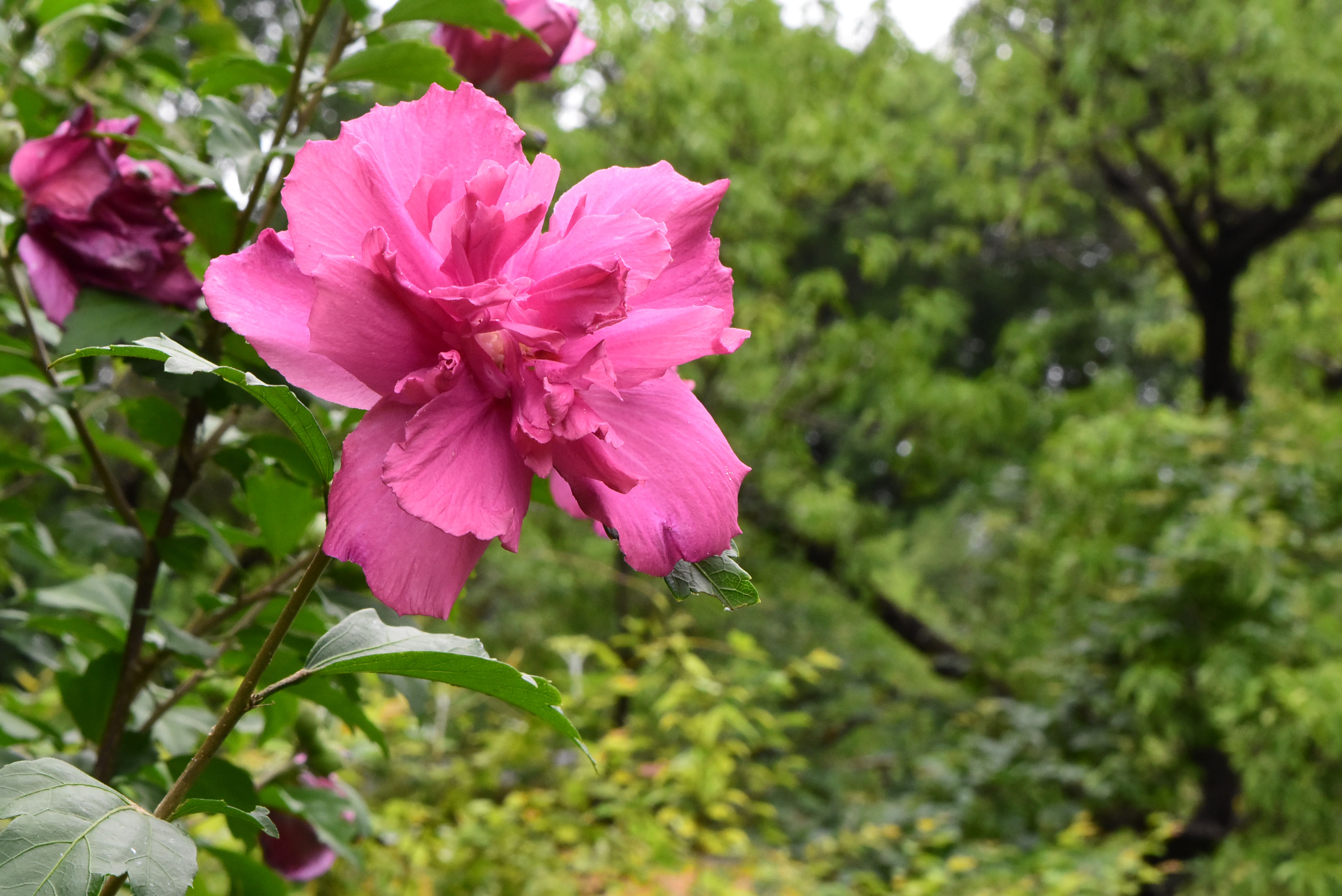 ムクゲ 木槿 庭木図鑑 植木ペディア