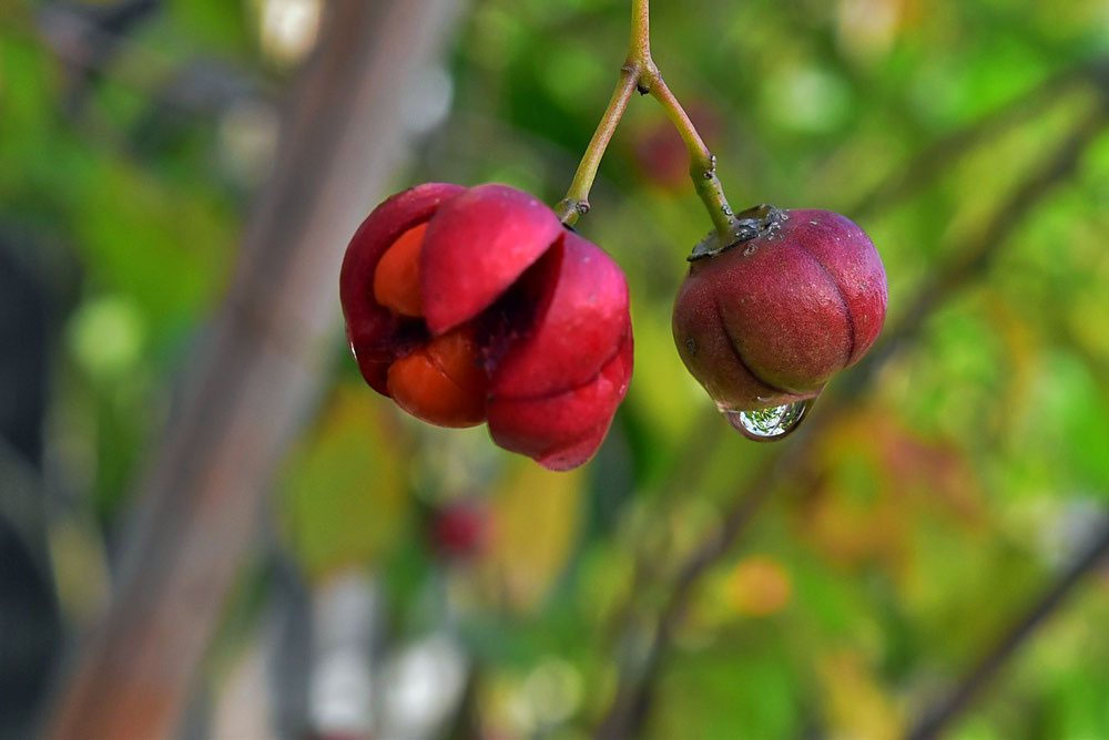ツリバナ（吊り花） - 庭木図鑑 植木ペディア
