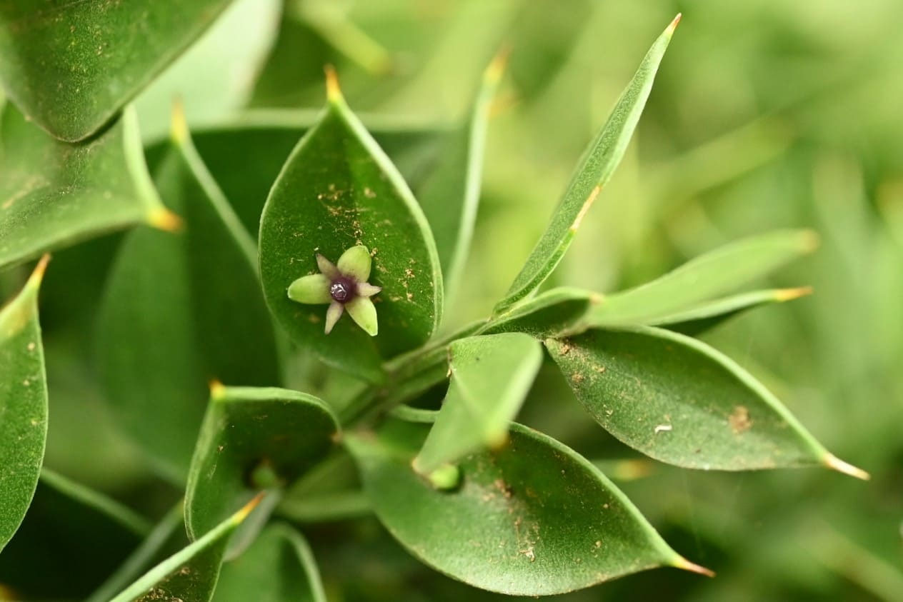 ナギイカダ 庭木図鑑 植木ペディア ナギイカダ 庭木図鑑 植木ペディア