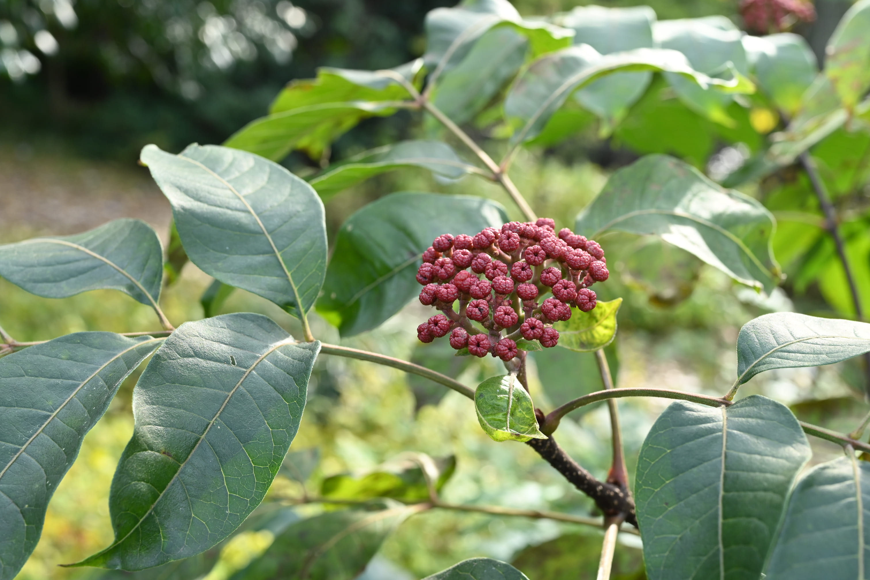 ゴシュユ ごしゅゆ 呉茱萸 庭木図鑑 植木ペディア