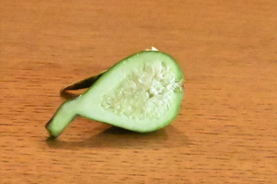 オオイタビ おおいたび 庭木図鑑 植木ペディア オオイタビ おおいたび 庭木図鑑 植木ペディア