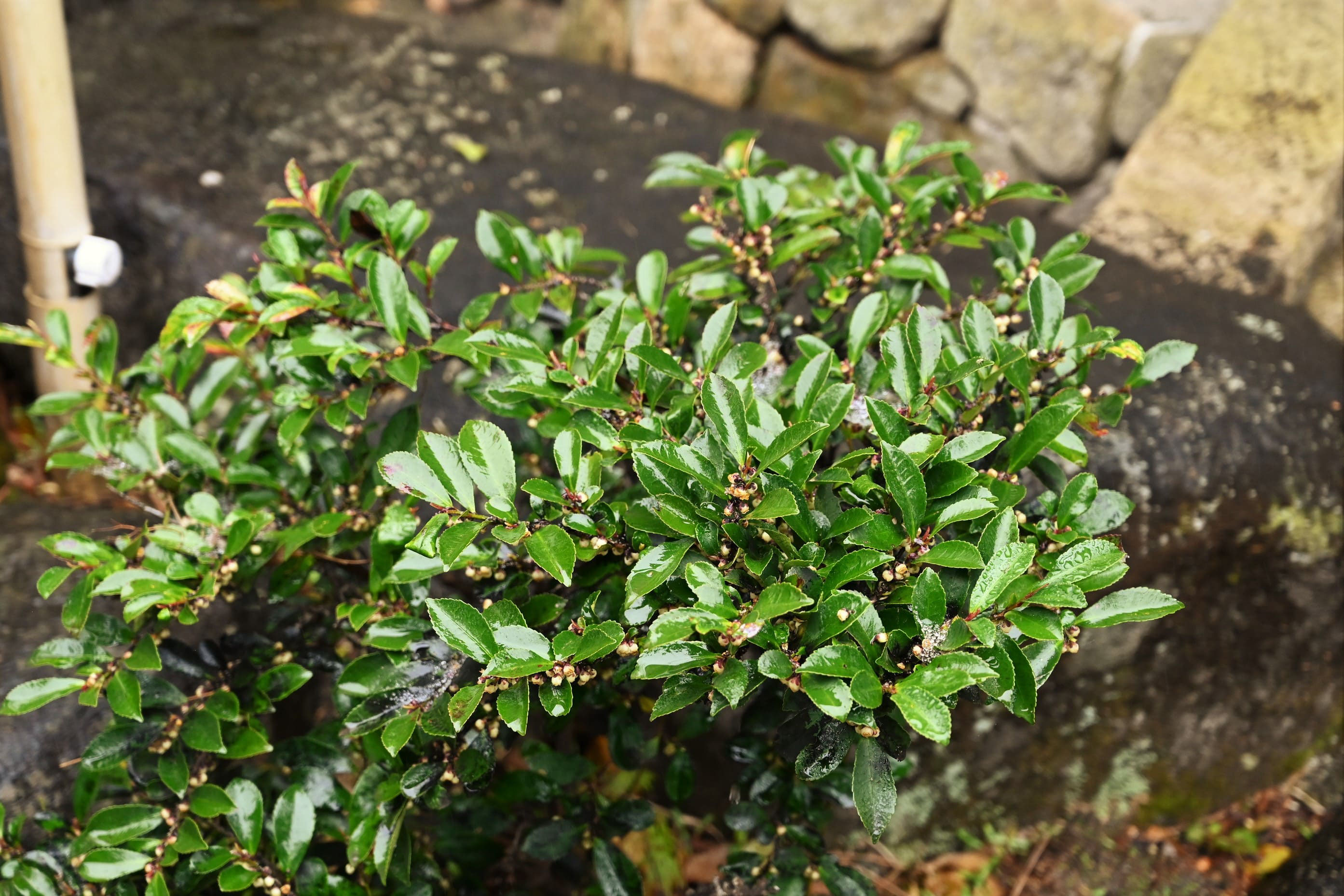 ハマヒサカキ - 庭木図鑑 植木ペディア