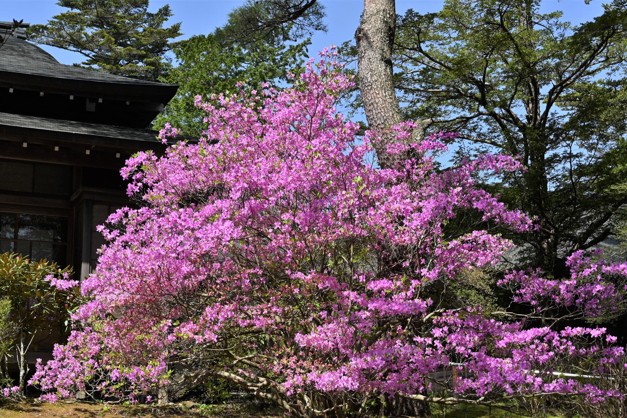 トウゴクミツバツツジ【現品発送】管理70182 トウゴクミツバツツジ - 庭木図鑑 植木ペディア