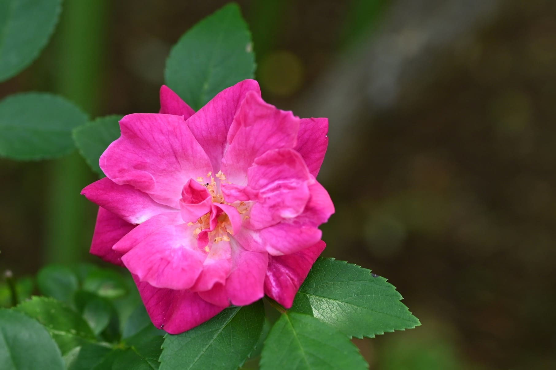 島バラ沖縄産 庚申薔薇こうしんばら挿し木成功ぬき苗 島バラ沖縄産 庚申薔薇こうしんばら挿し木成功抜き苗