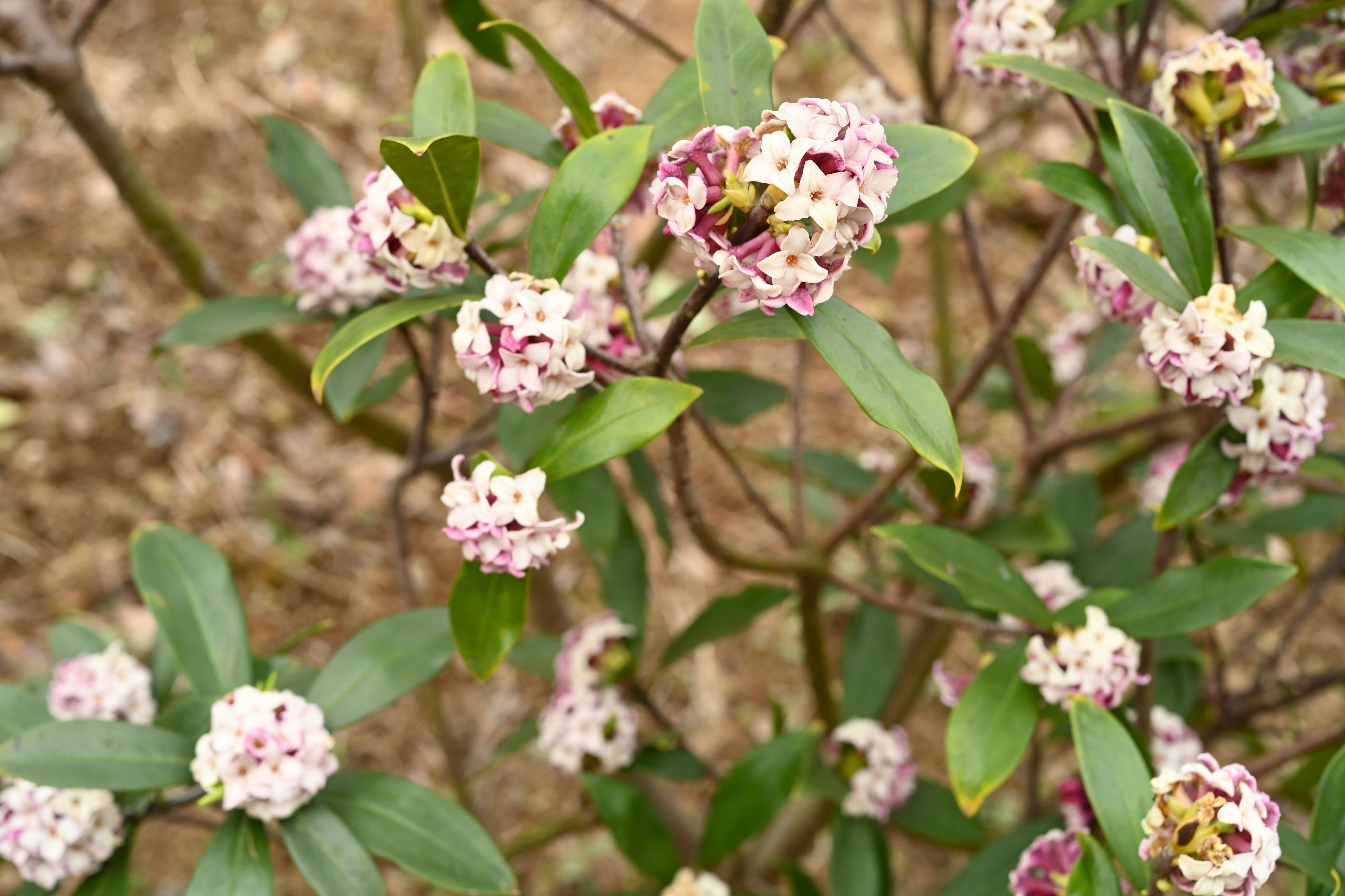 ジンチョウゲ 沈丁花 庭木図鑑 植木ペディア ジンチョウゲ 沈丁花 庭木図鑑 植木ペディア