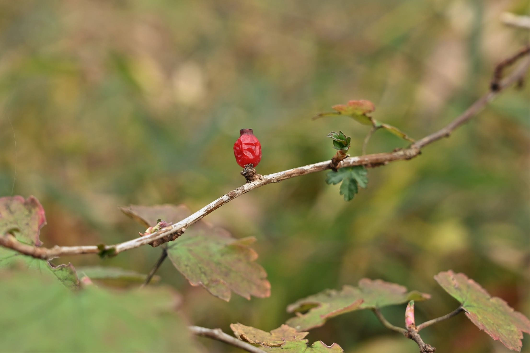 ヤブサンザシ（藪山査子） - 庭木図鑑 植木ペディア