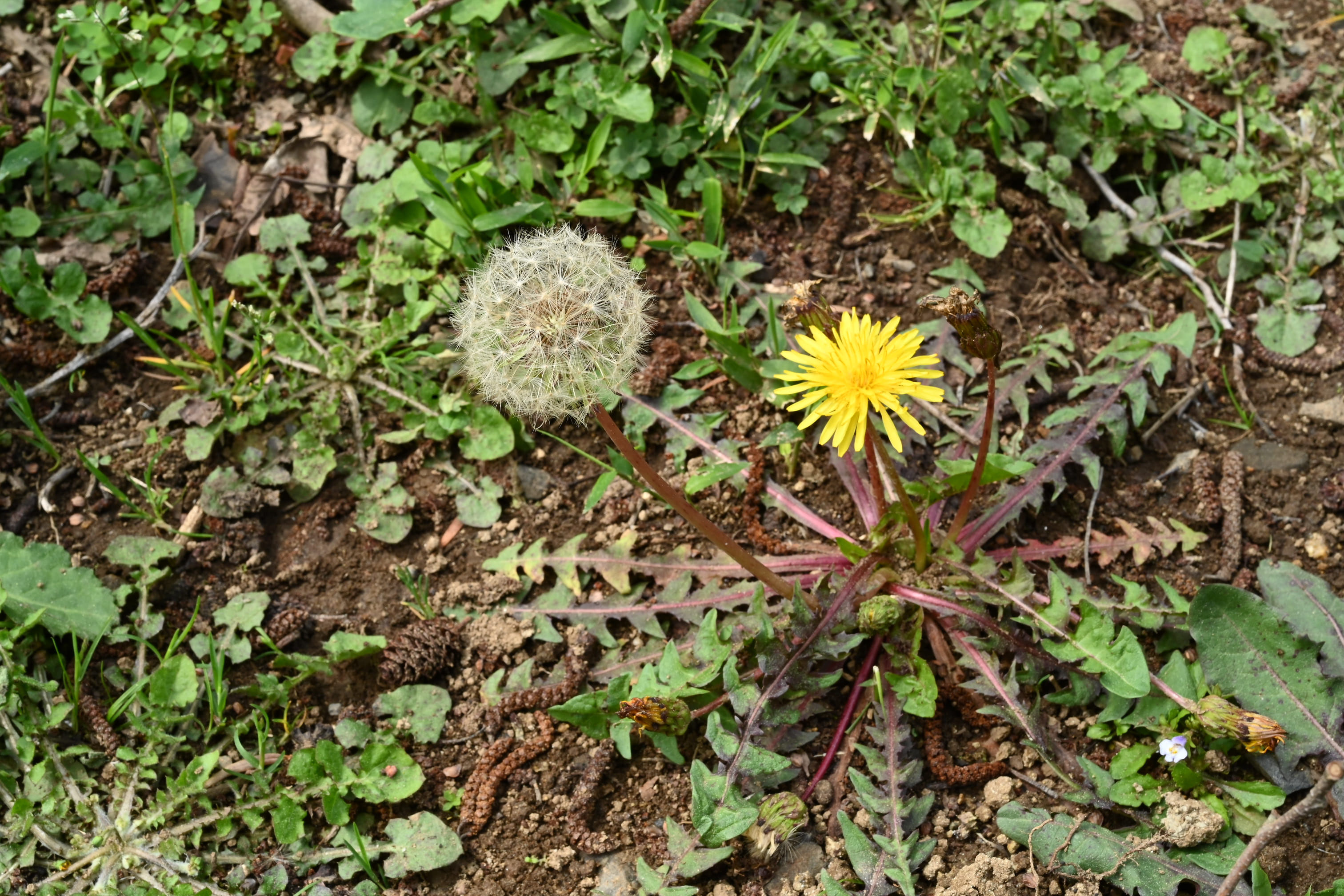 たんぽぽ様の専用ページ カントウタンポポ／かんとうたんぽぽ／関東蒲公英 - 庭木図鑑 植木ペディア