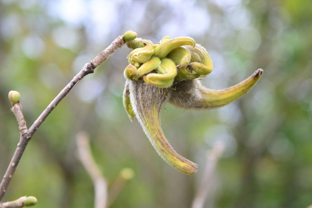 ツノハシバミ(角榛) - 庭木図鑑 植木ペディア ツノハシバミ(角榛) - 庭木図鑑 植木ペディア