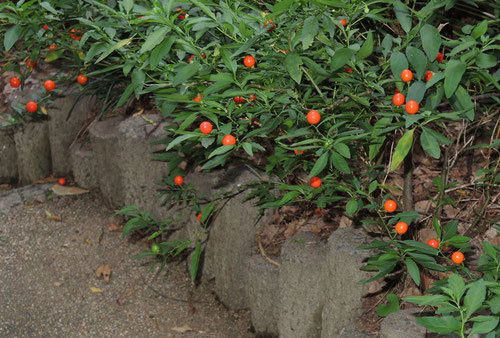 フユサンゴ 庭木図鑑 植木ペディア フユサンゴ 庭木図鑑 植木ペディア