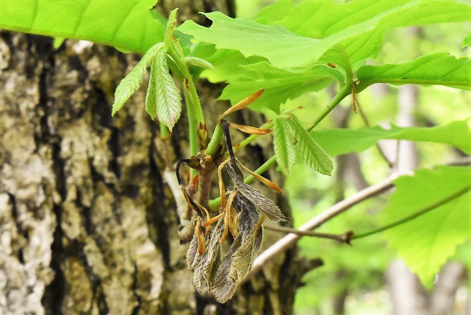 ミズナラ 水楢 庭木図鑑 植木ペディア ミズナラ 水楢 庭木図鑑 植木ペディア