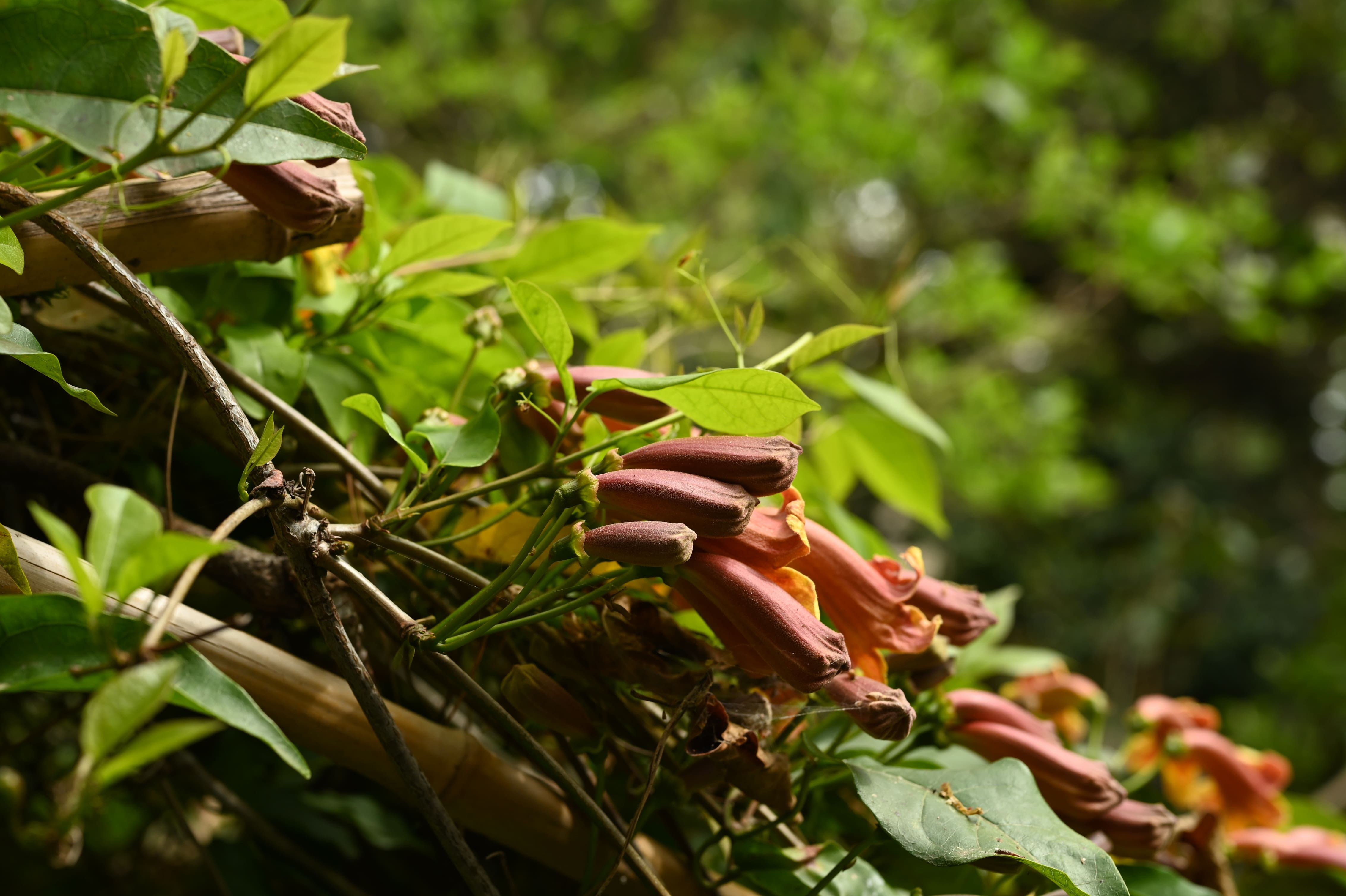 カズラの蔓 ツリガネカズラ／つりがねかずら／釣鐘葛 - 庭木図鑑 植木ペディア