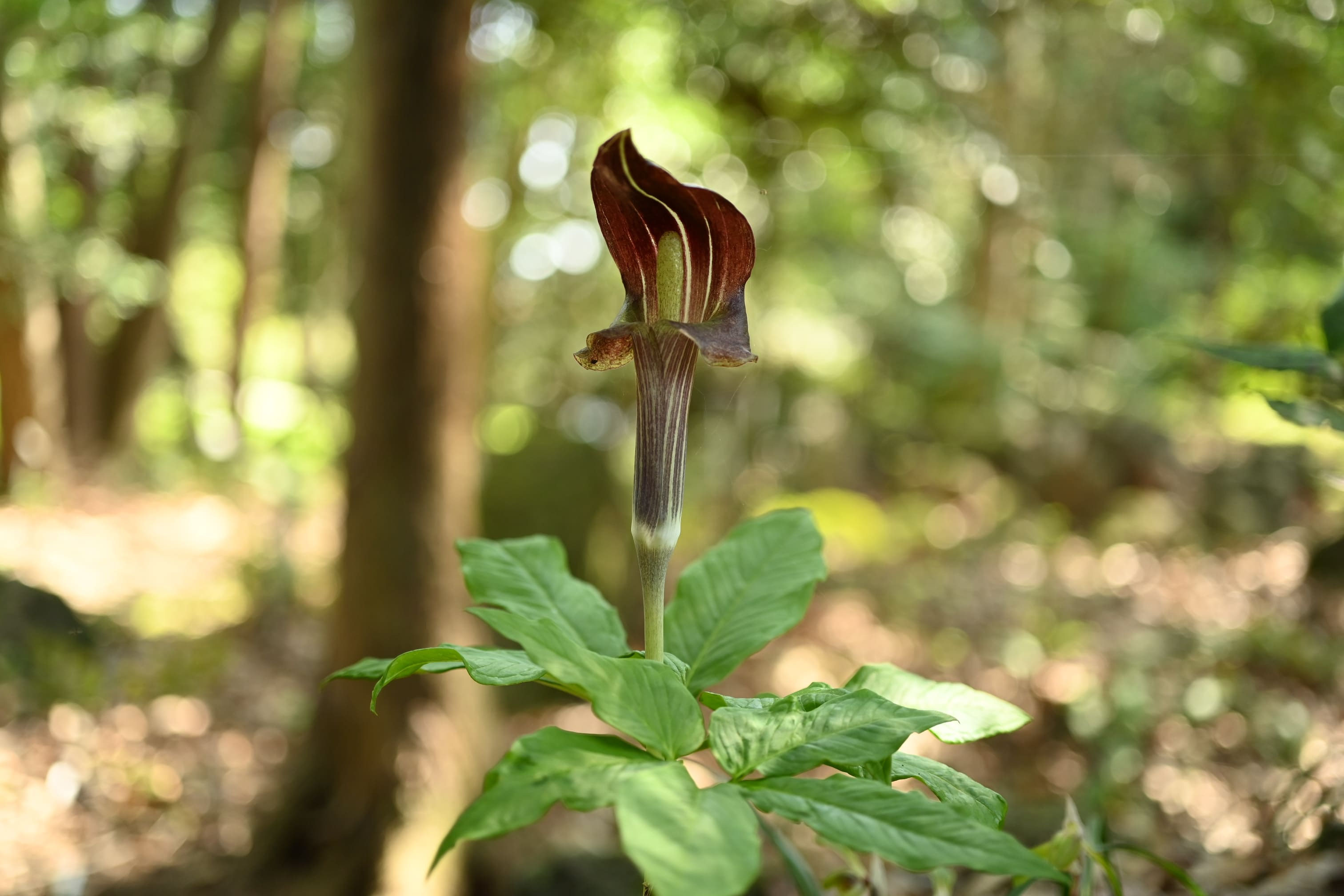 マムシグサ／まむしぐさ／蝮草 - 庭木図鑑 植木ペディア