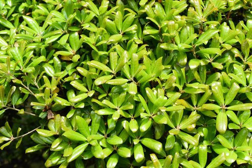 ウバメガシ（姥目樫） - 庭木図鑑 植木ペディア