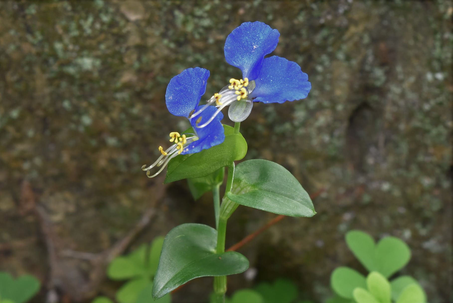 ツユクサ 露草 庭木図鑑 植木ペディア