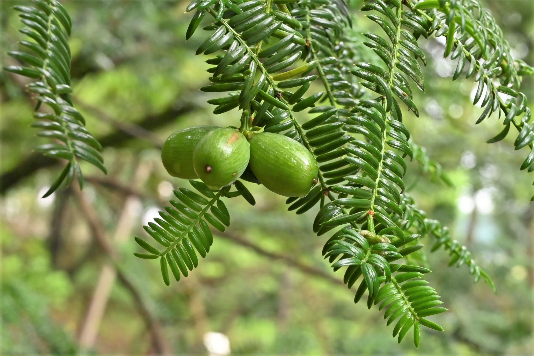 榧木　カヤ　カヤノキ カヤ（榧） - 庭木図鑑 植木ペディア