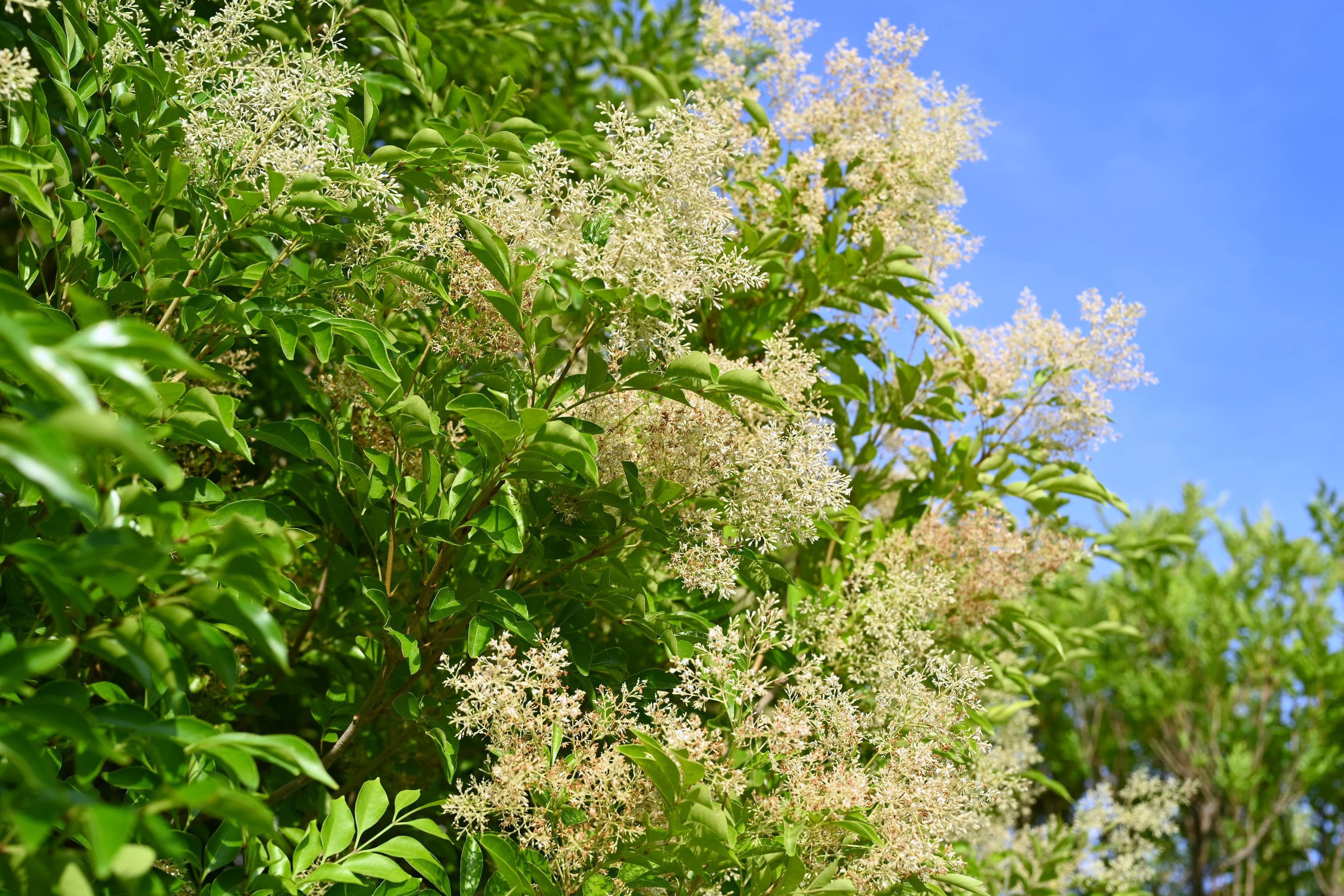 シマトネリコ 庭木図鑑 植木ペディア シマトネリコ 庭木図鑑 植木ペディア