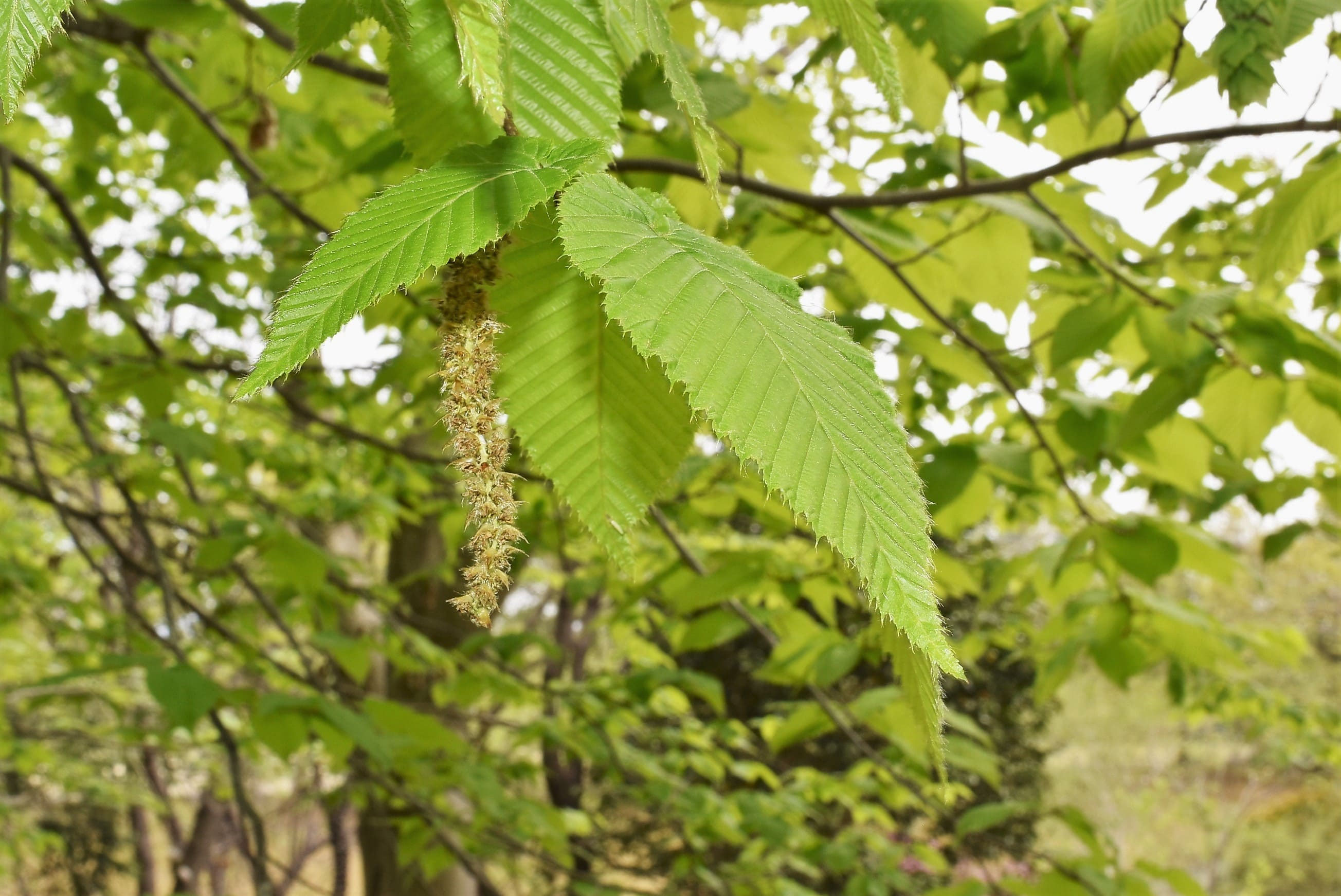 サワシバ（沢柴） - 庭木図鑑 植木ペディア