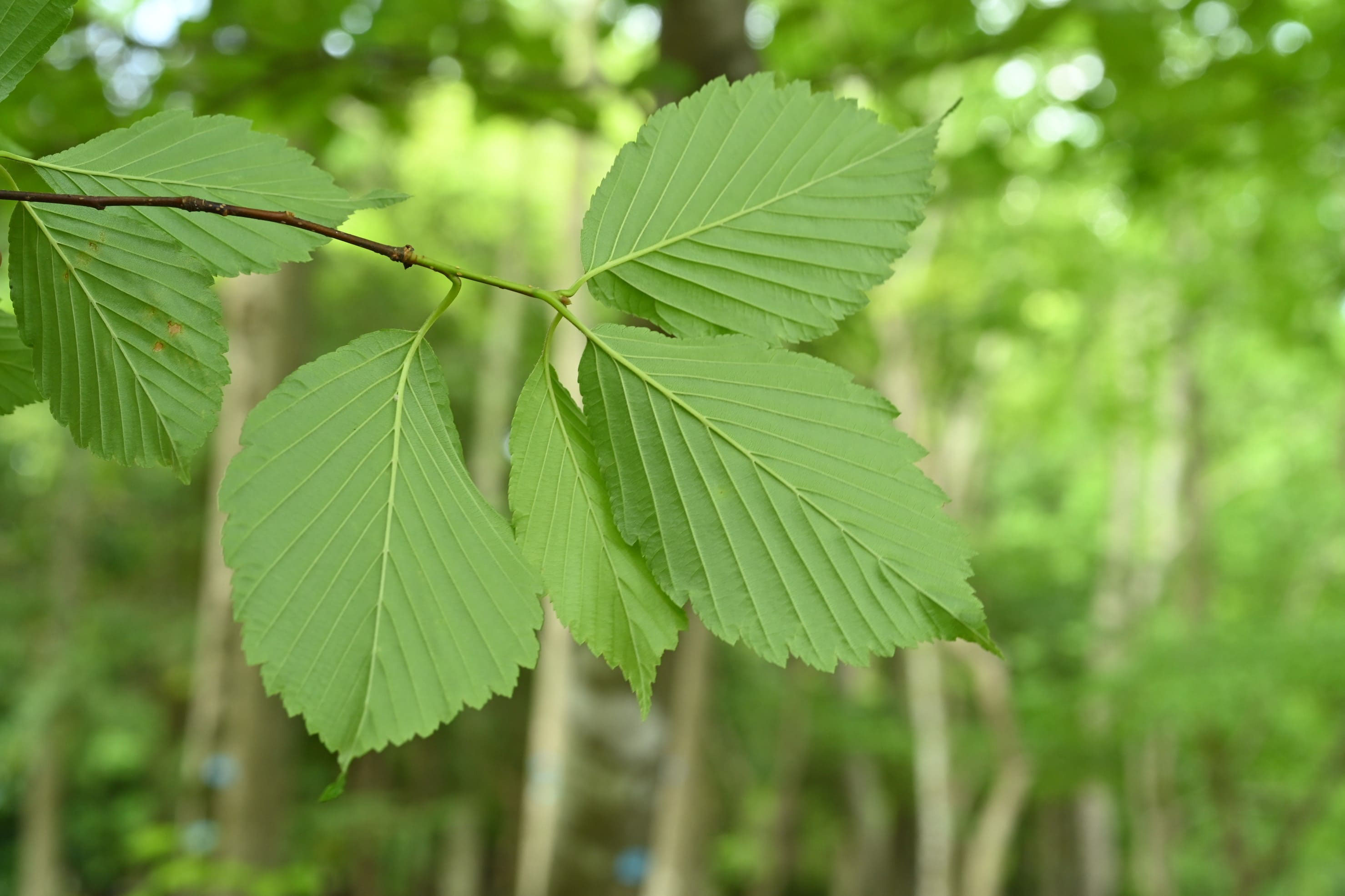 アズキナシ - 庭木図鑑 植木ペディア