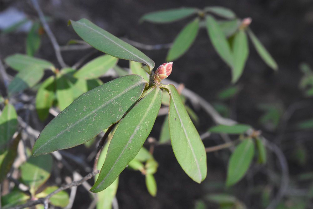 ヒカゲツツジ 日陰躑躅 庭木図鑑 植木ペディア