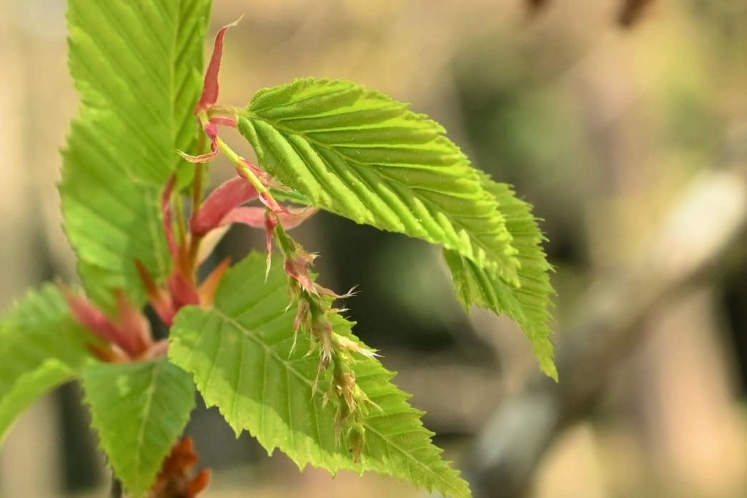 アカシデ - 庭木図鑑 植木ペディア