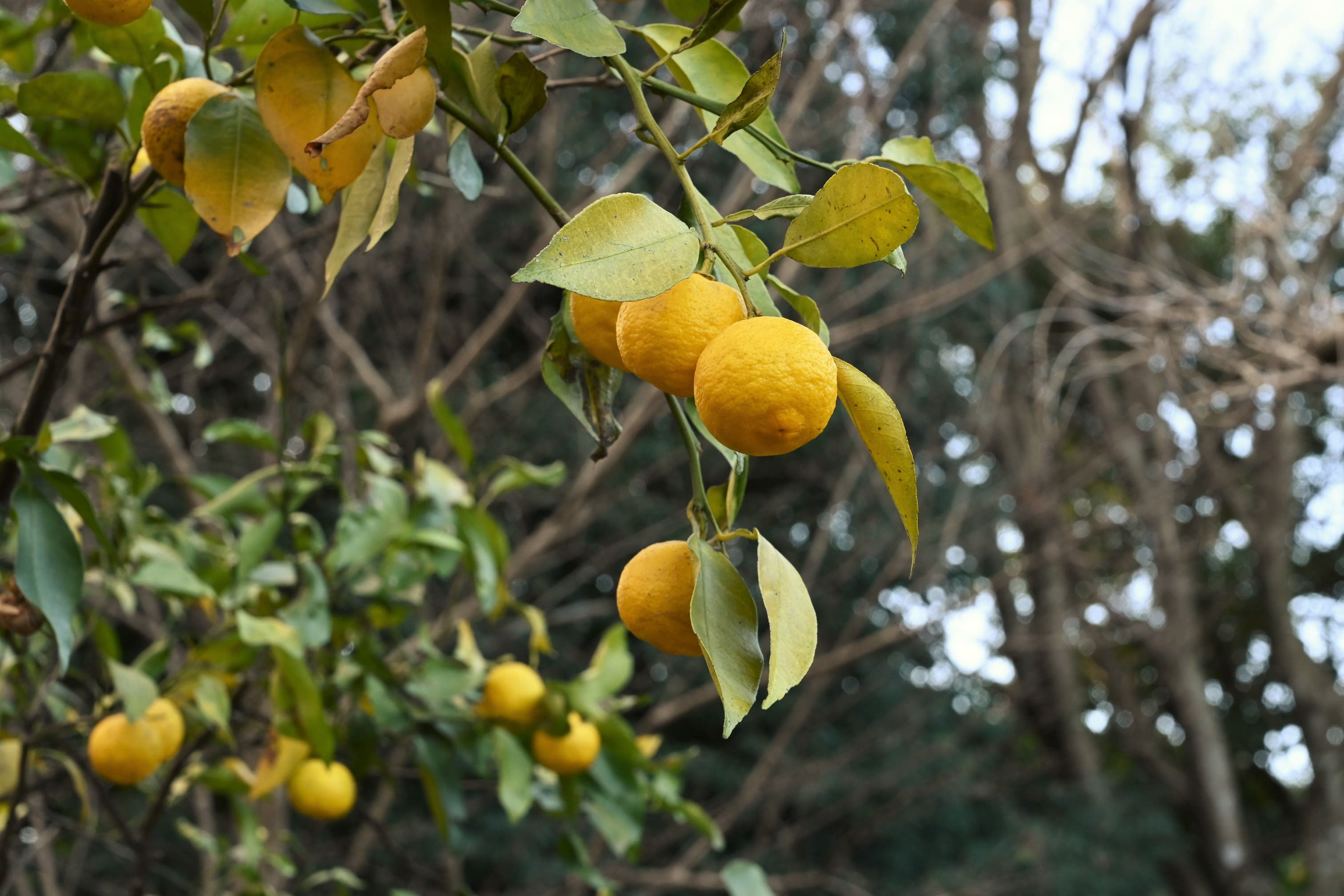 ハナユ はなゆ 花柚 庭木図鑑 植木ペディア