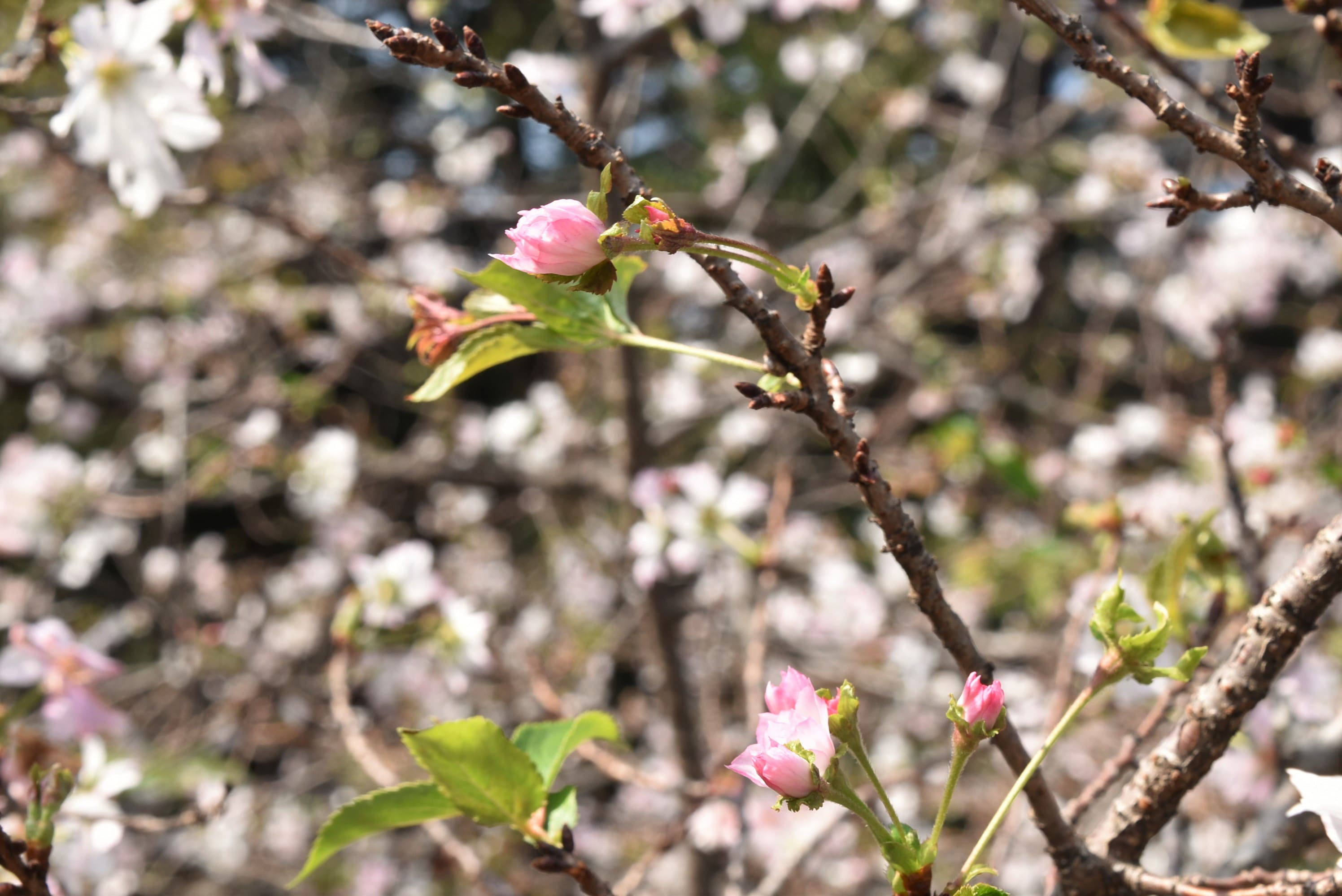 ジュウガツザクラ（十月桜） - 庭木図鑑 植木ペディア