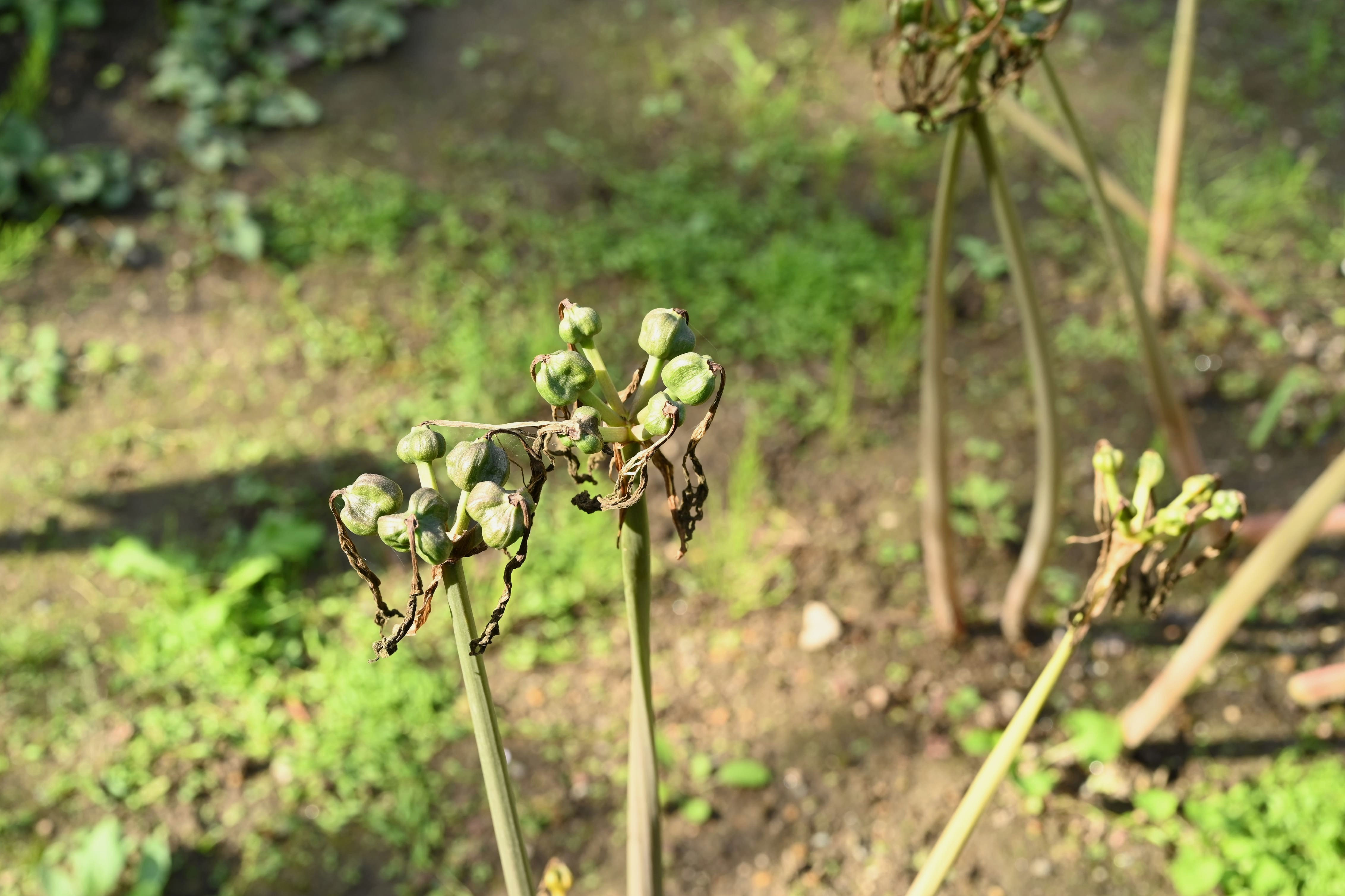 夏水仙 9/11 ナツズイセン（夏水仙） | 藤沢市長久保公園 都市緑化植物園