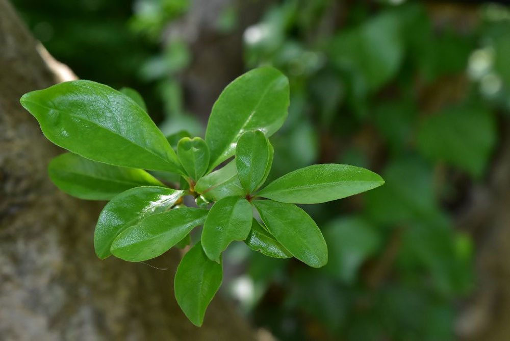 ザクロの木 楽天市場】ざくろ 木の通販