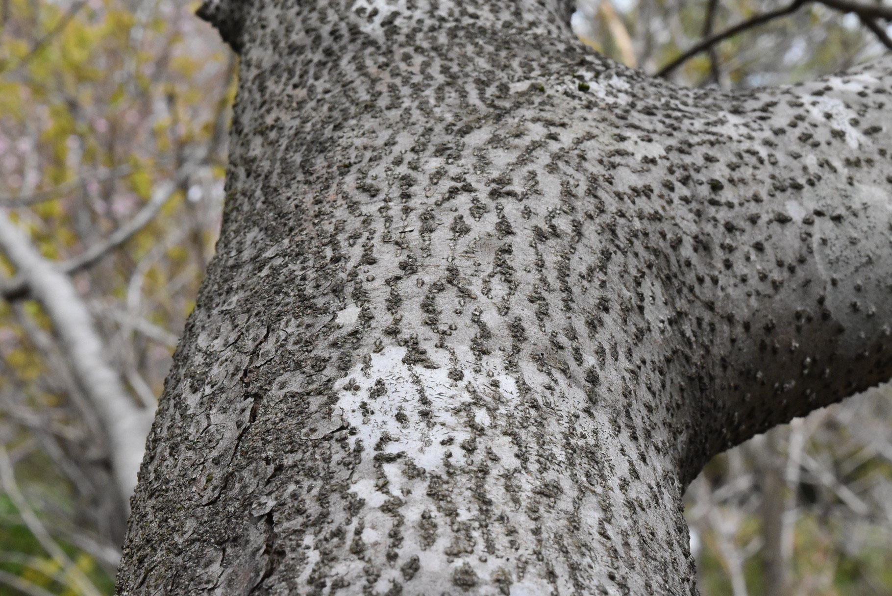 山採り　アブラチャン 山採り アブラチャン 農園日記｜植木販売・庭木販売・造園｜大阪・兵庫