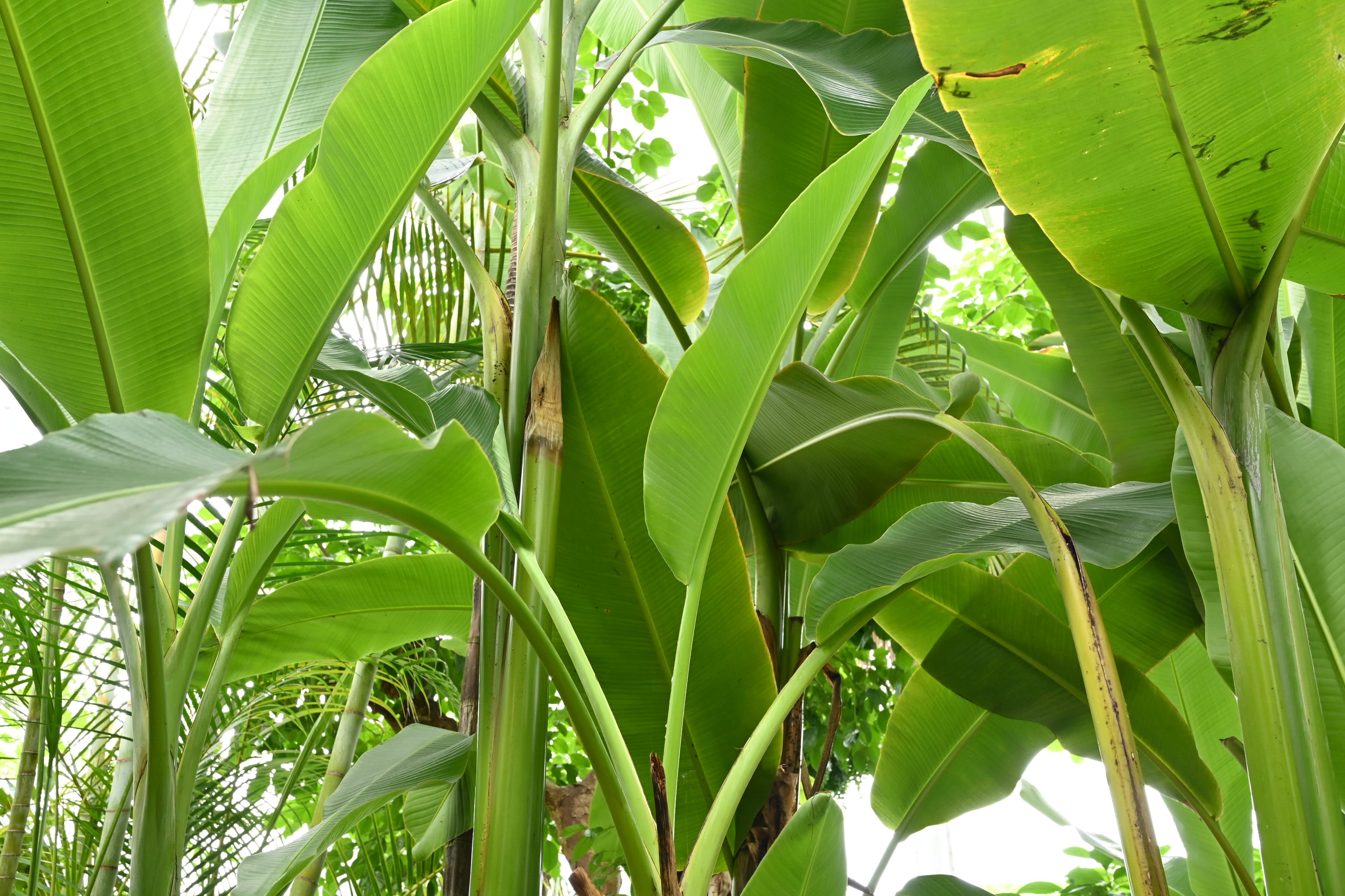 バショウ ばしょう 芭蕉 庭木図鑑 植木ペディア