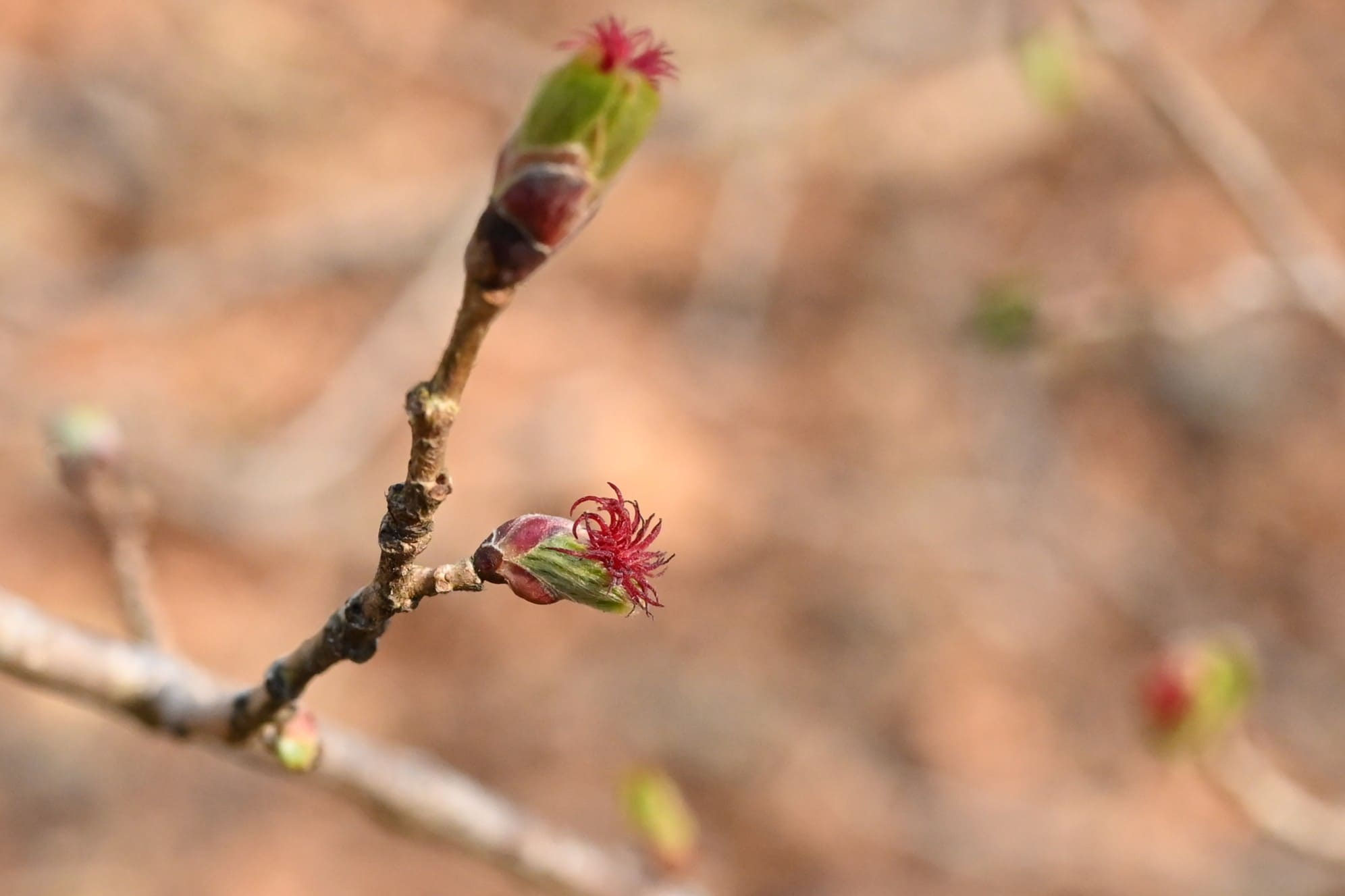 ツノハシバミ（角榛） - 庭木図鑑 植木ペディア
