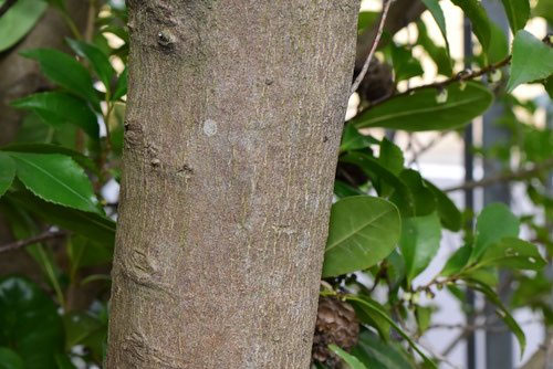 ヒサカキ 姫榊 庭木図鑑 植木ペディア