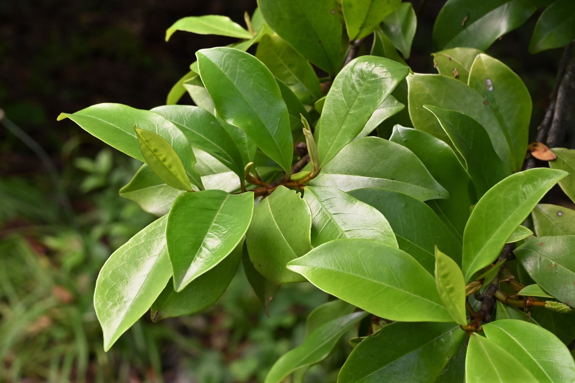 カラタネオガタマ - 庭木図鑑 植木ペディア